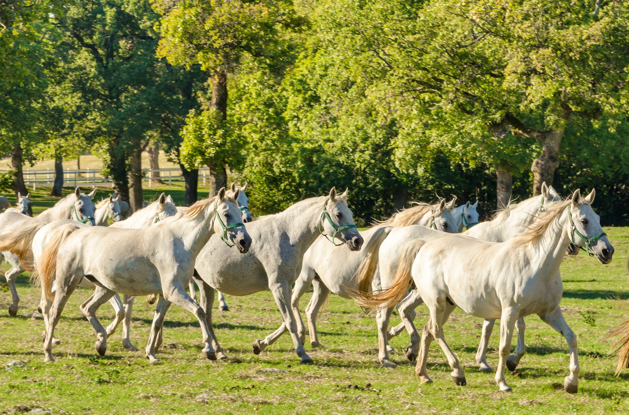 Lipica Stud Farm