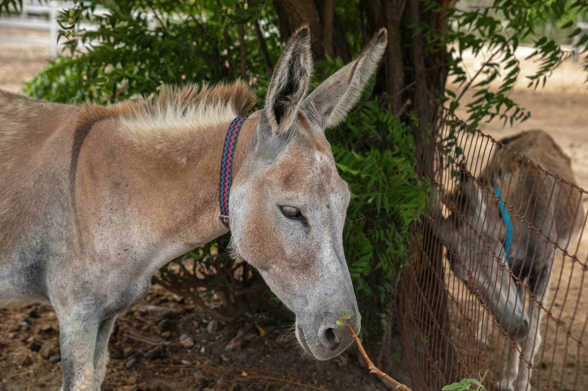 Antigua’s Donkey Sanctuary