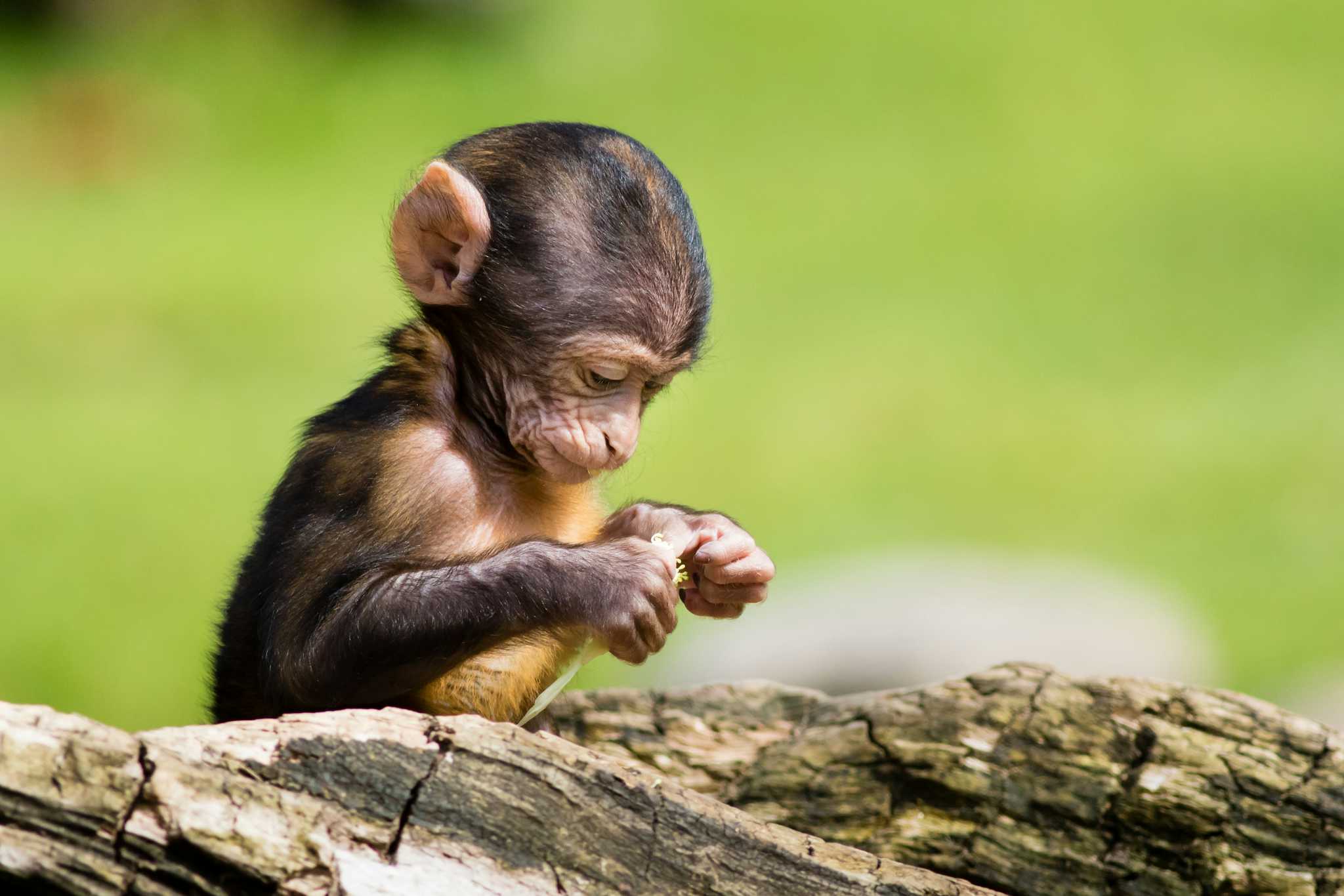 Apenheul Primate Park