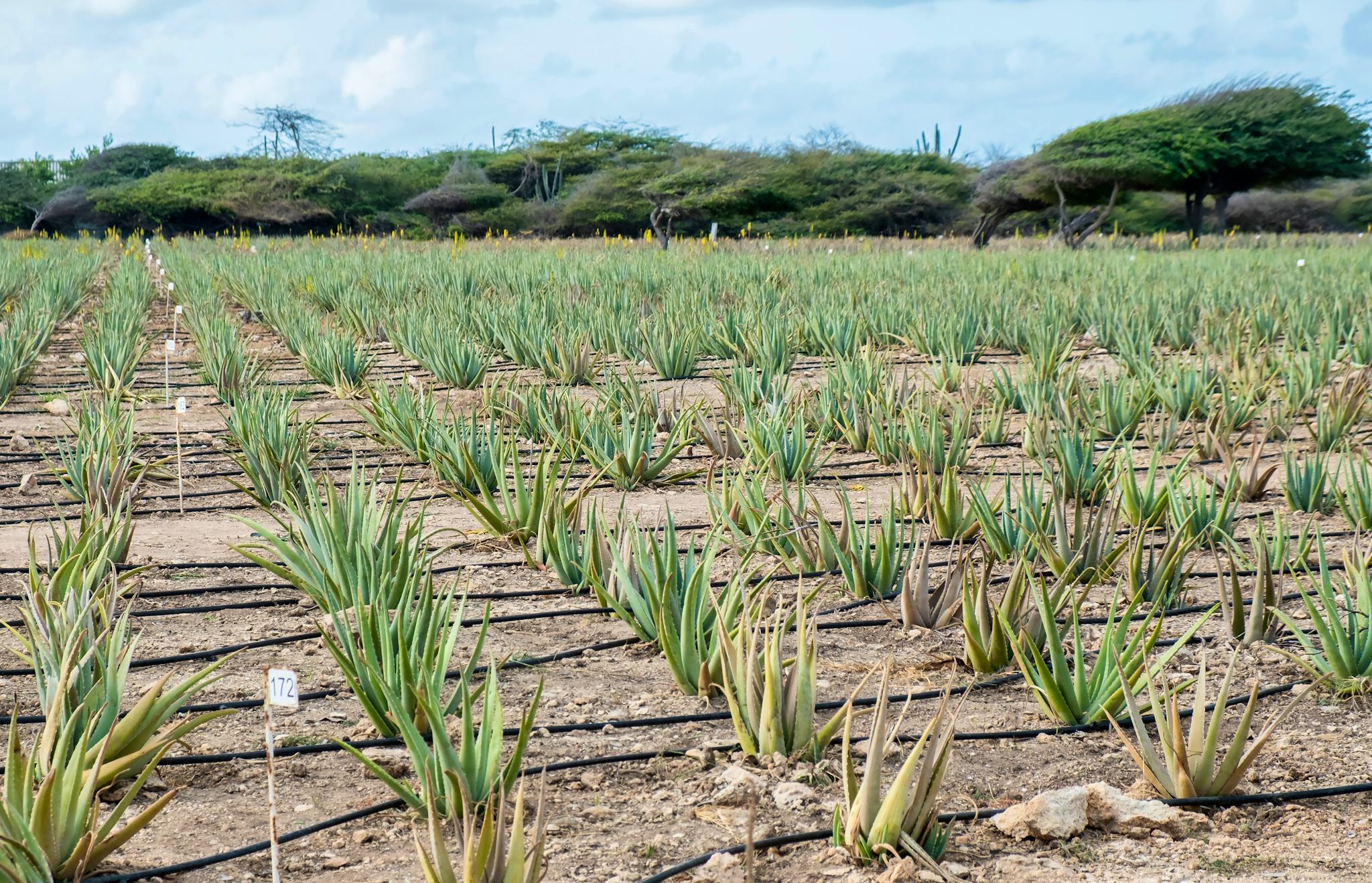 Aruba Aloe Factory Museum