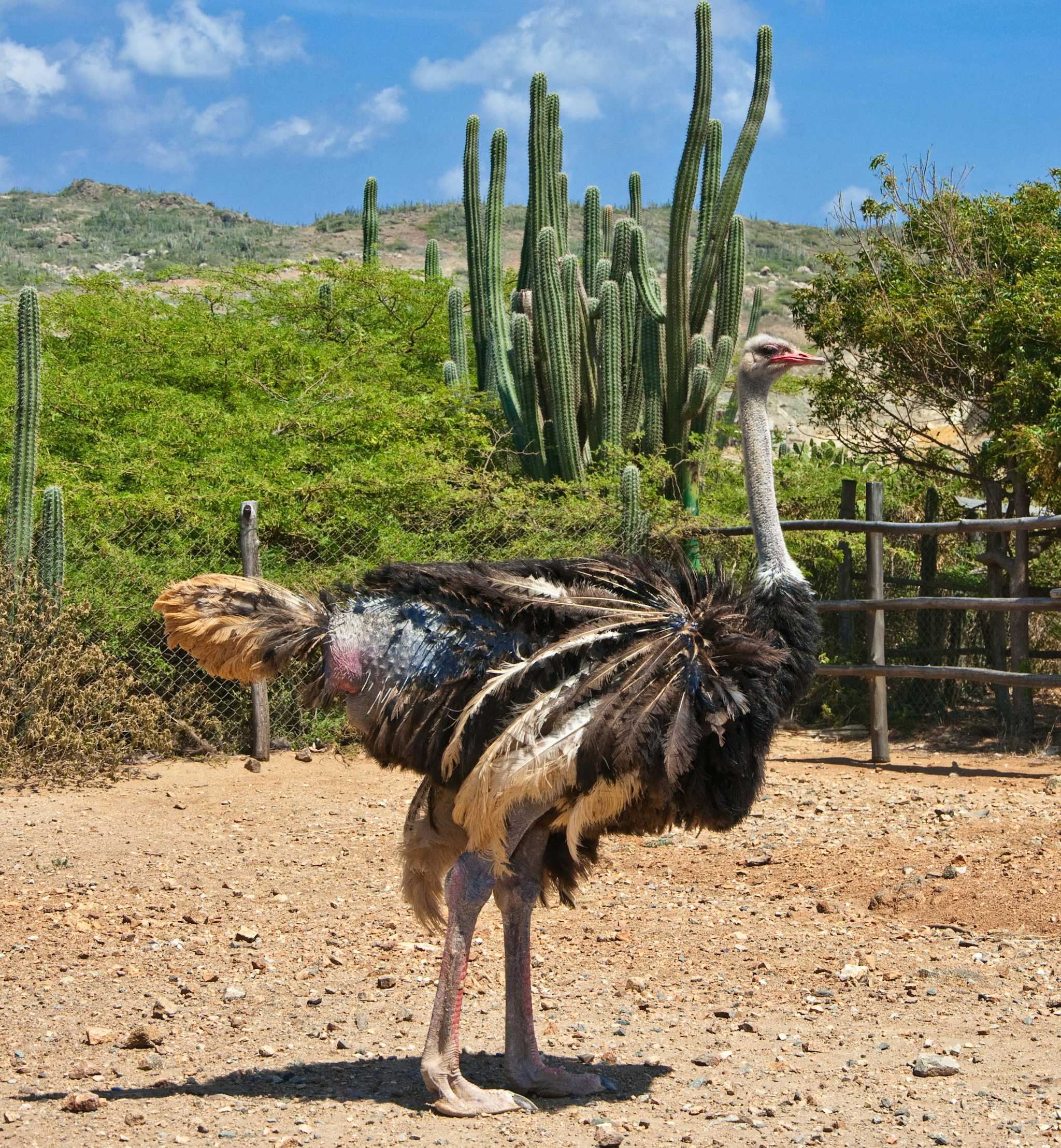 Aruba Ostrich Farm