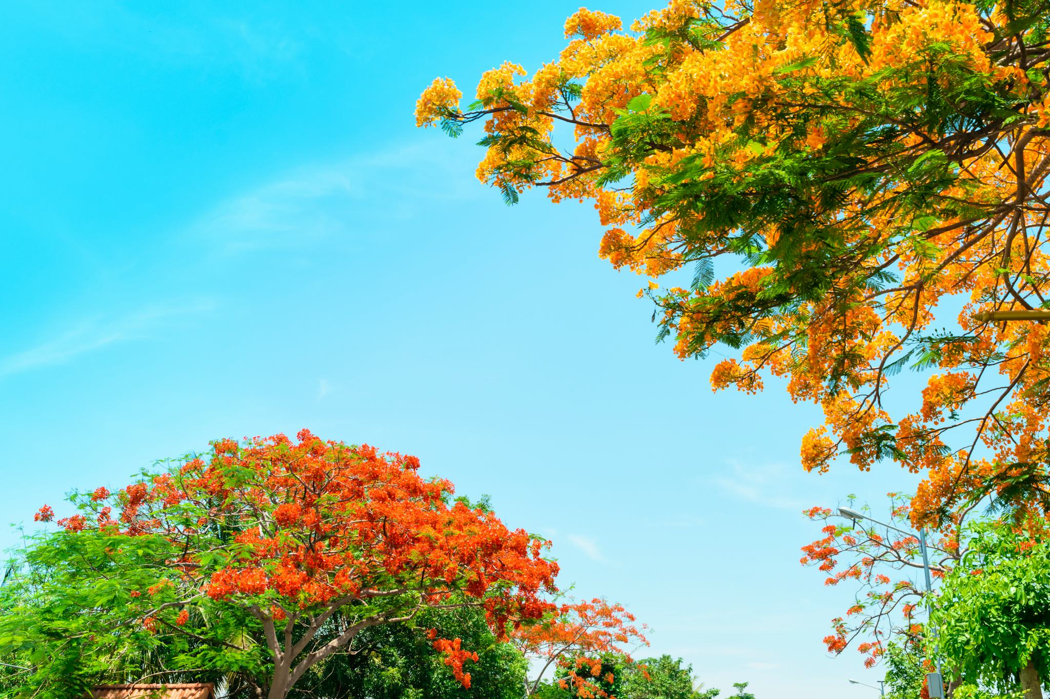 Barbados National Botanical Gardens