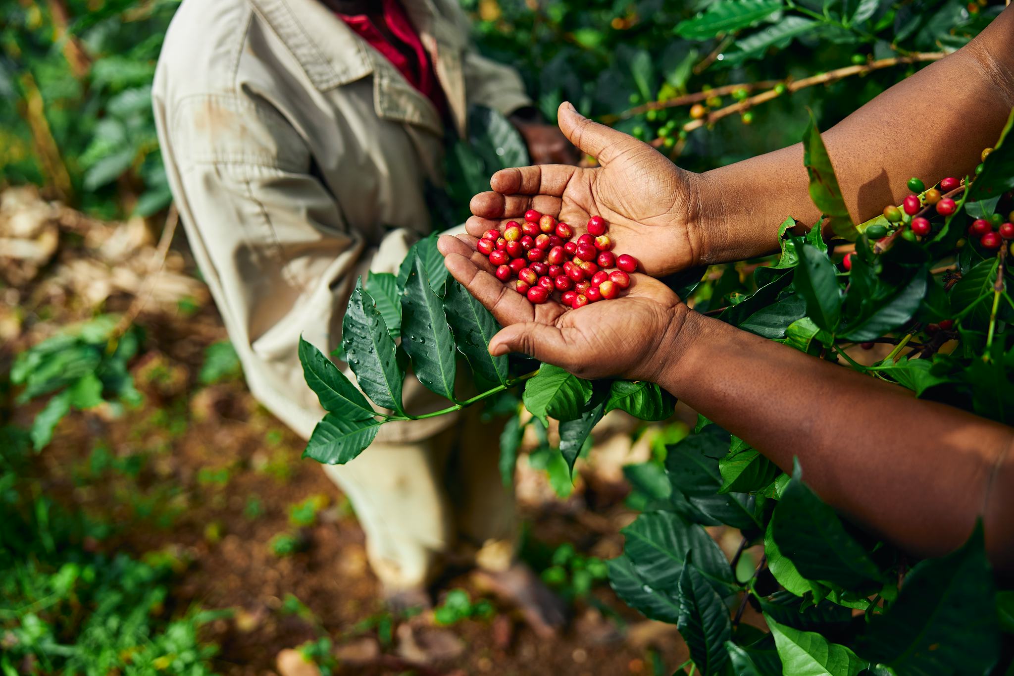 Baroida Coffee Plantation Kainantu Eastern Highlands