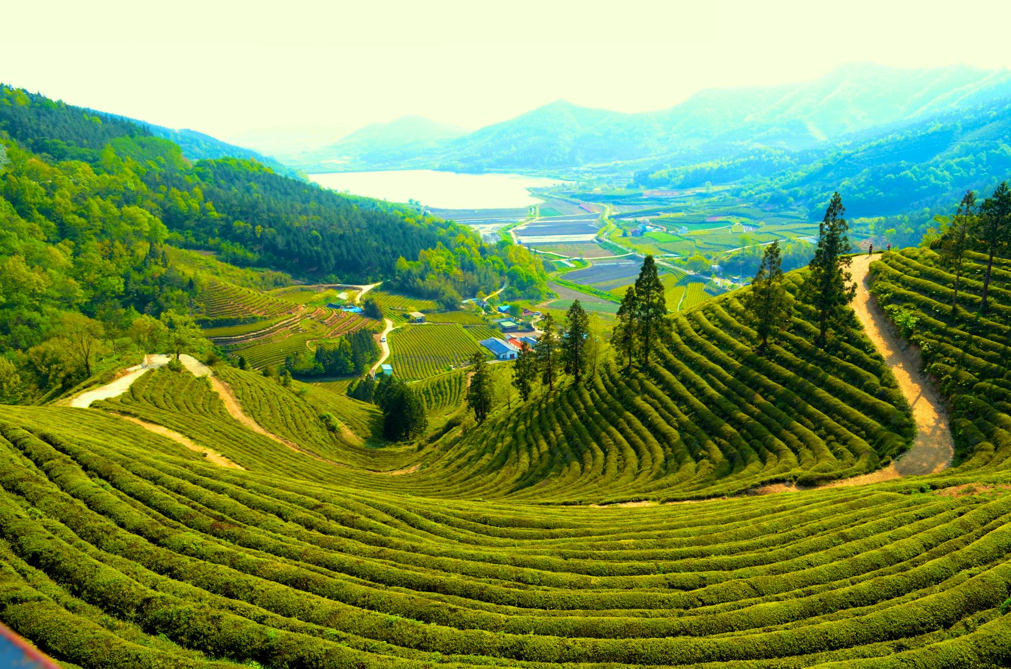 Boseong Green Tea Field