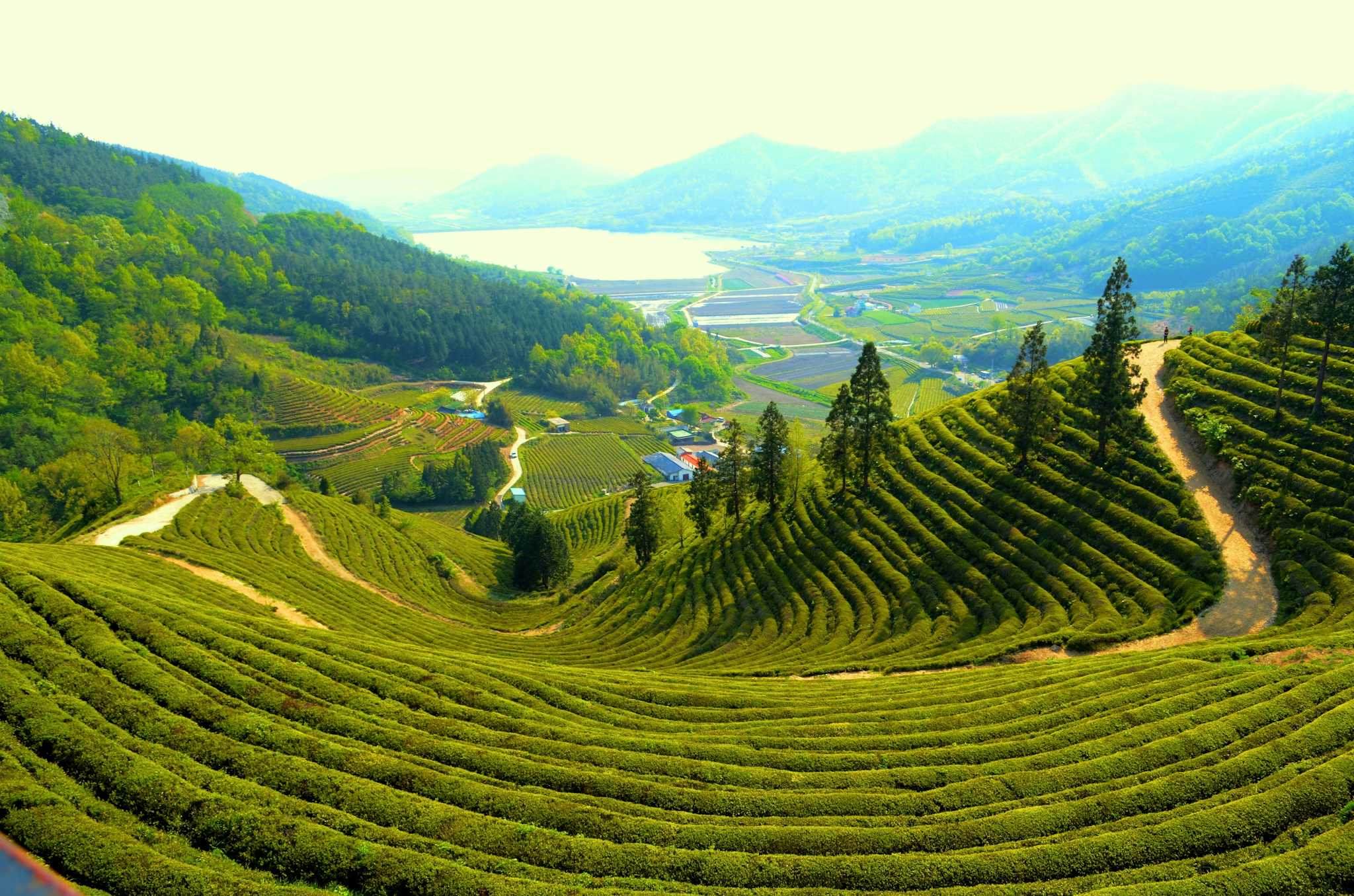 Champs de Thé Vert de Boseong