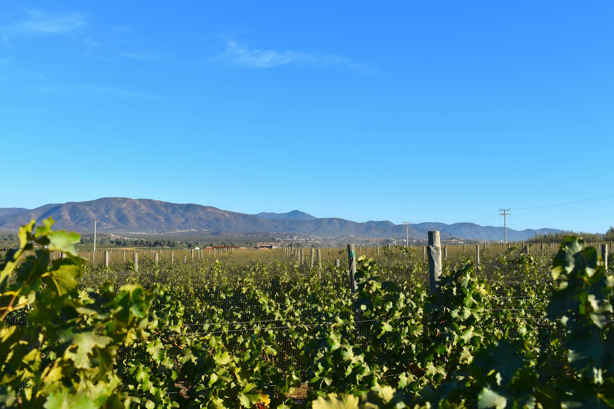 Casa Madero Weingut