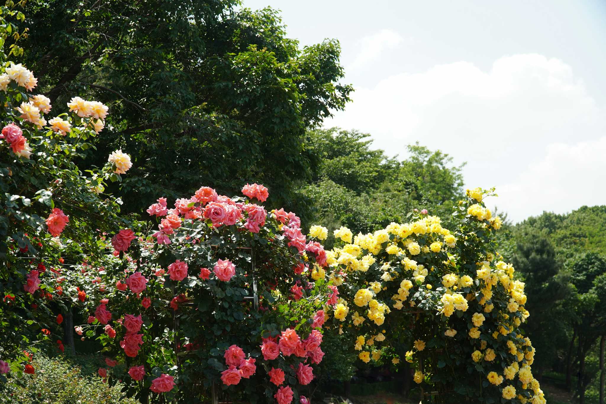 Parc Dodang