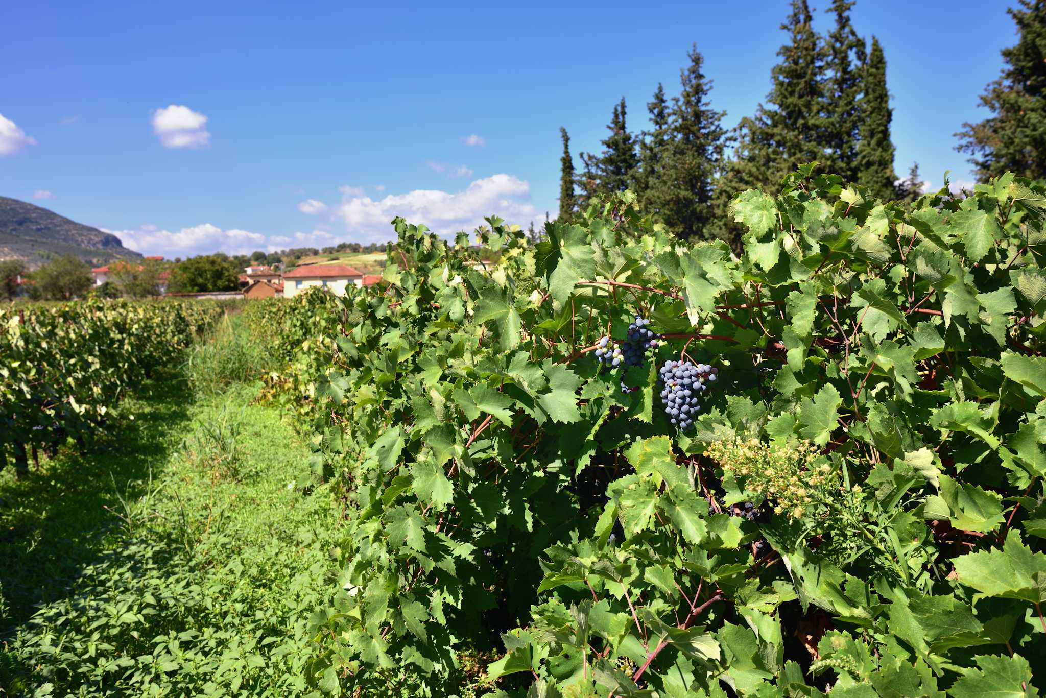 Domaine Glinavos Winery