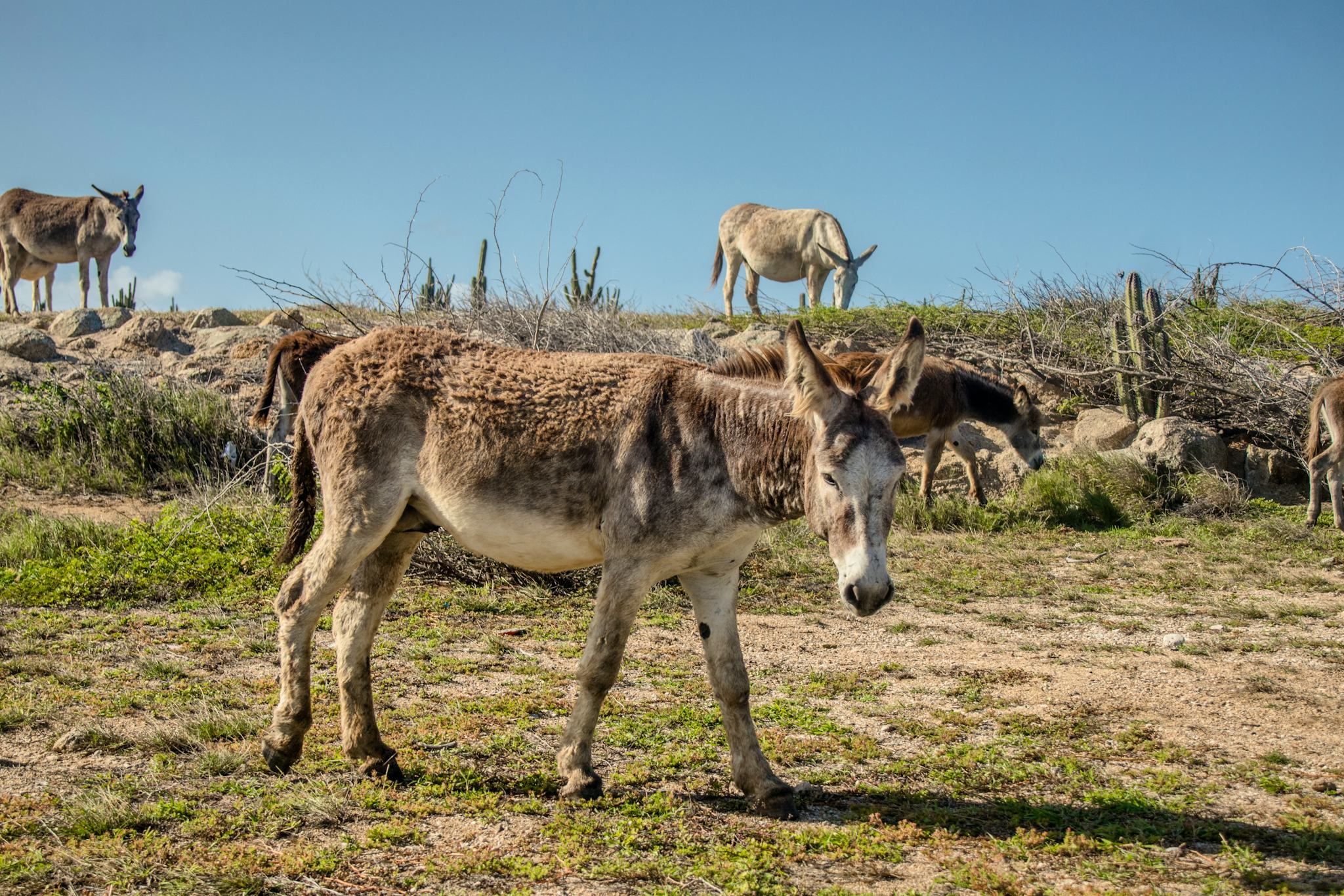 Sanctuaire des ânes d'Aruba