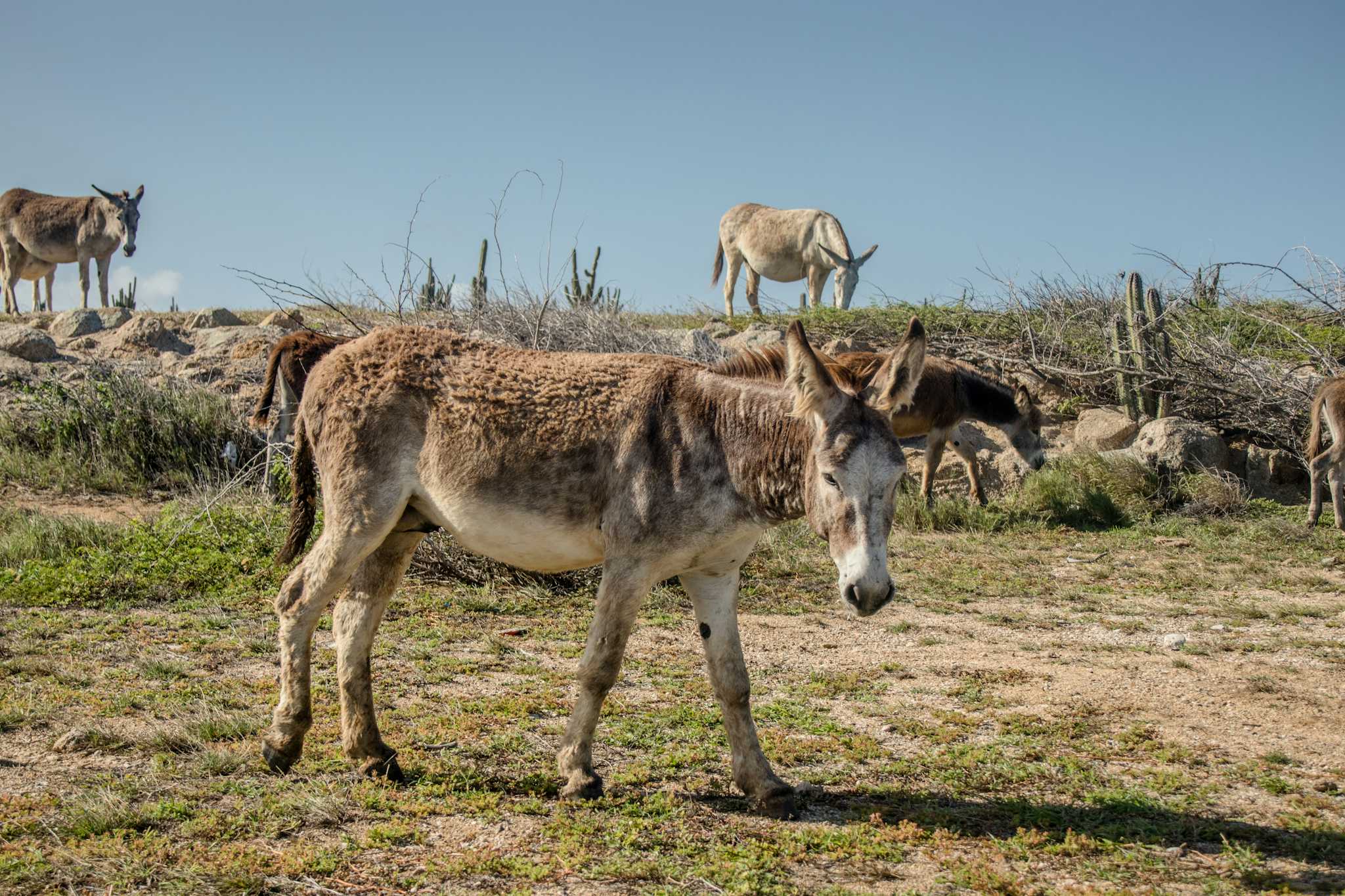 Donkey Sanctuary of Aruba