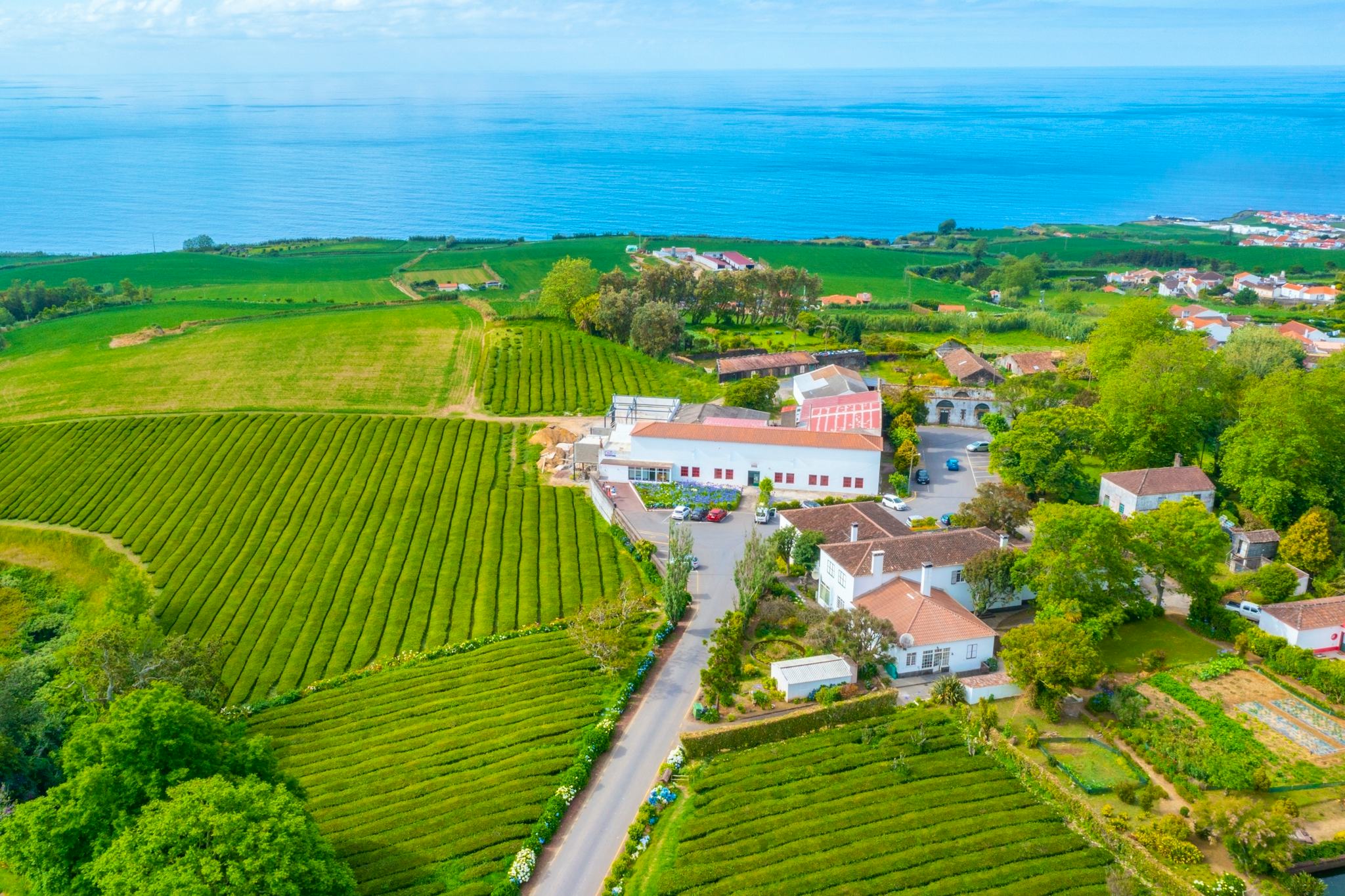 Gorreana Tea Plantation