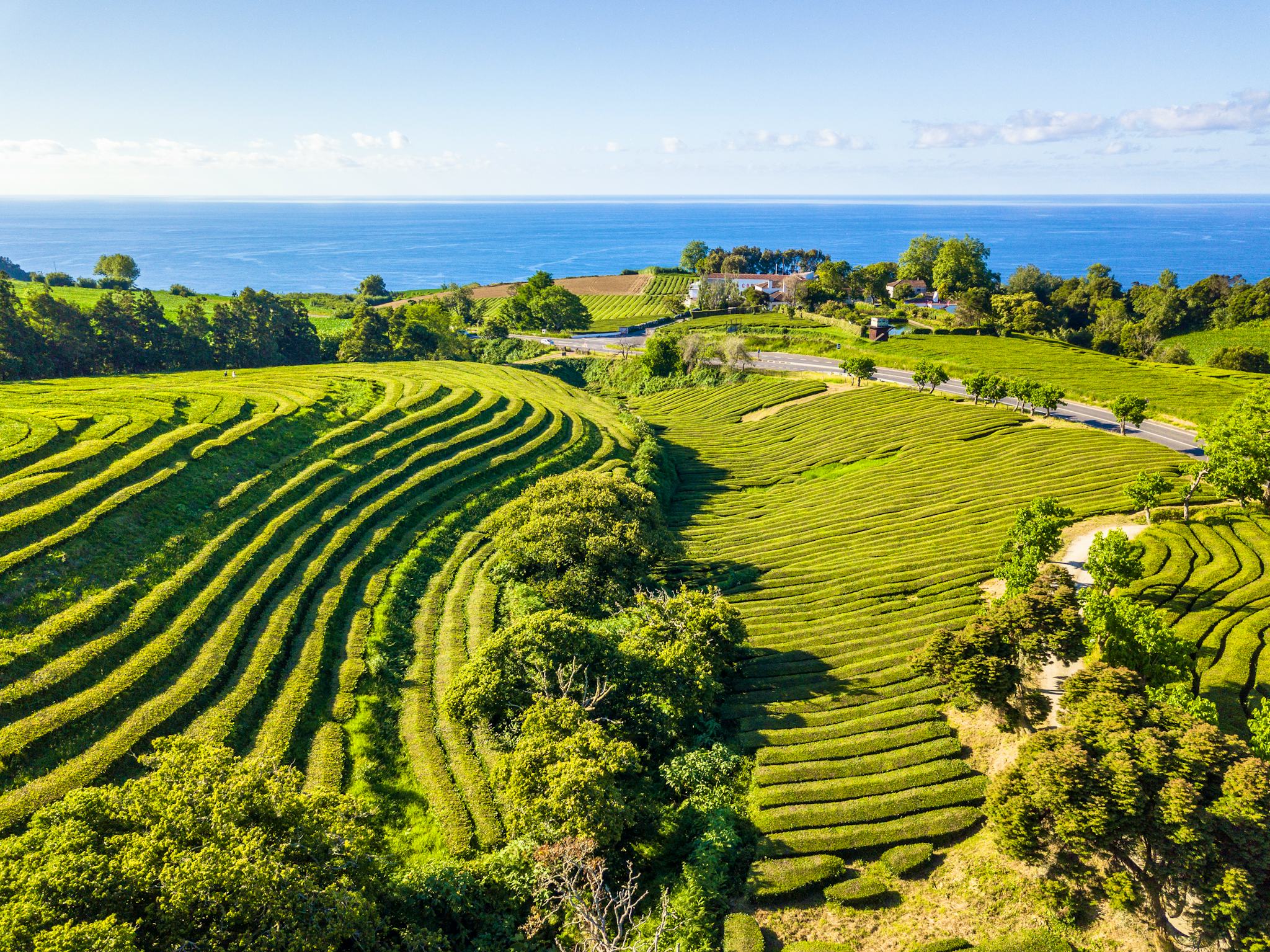 Gorreana Tea Plantation