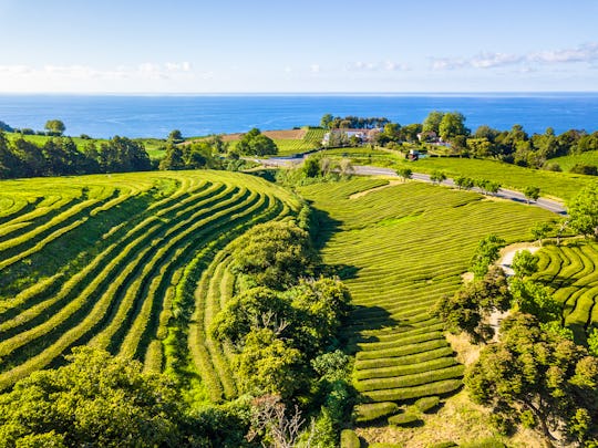 Gorreana Tea Plantation