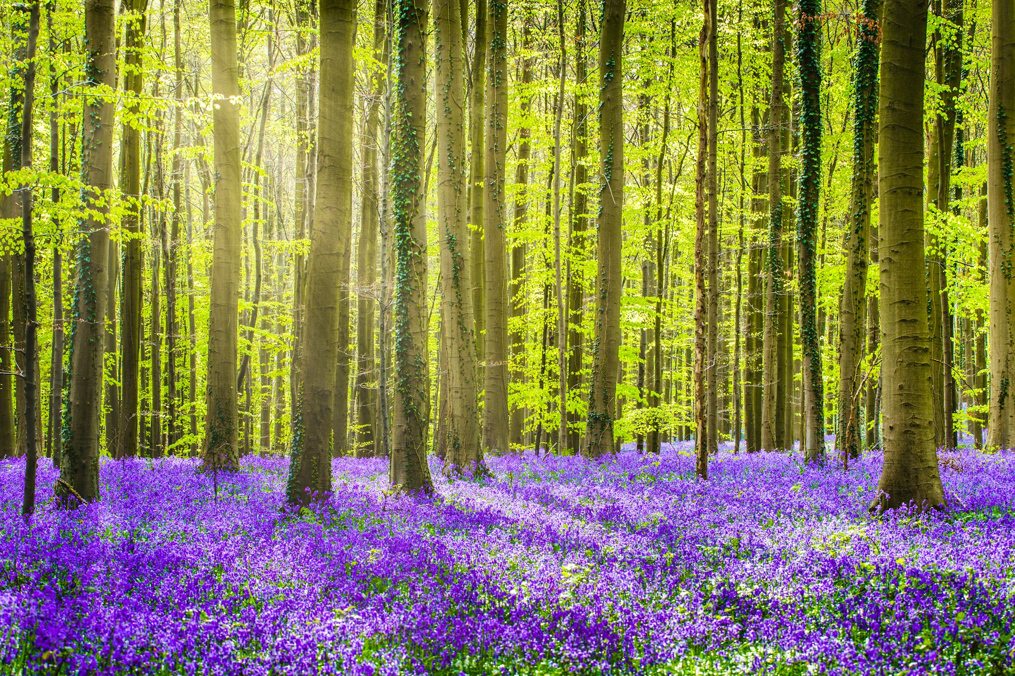 Halle Forest