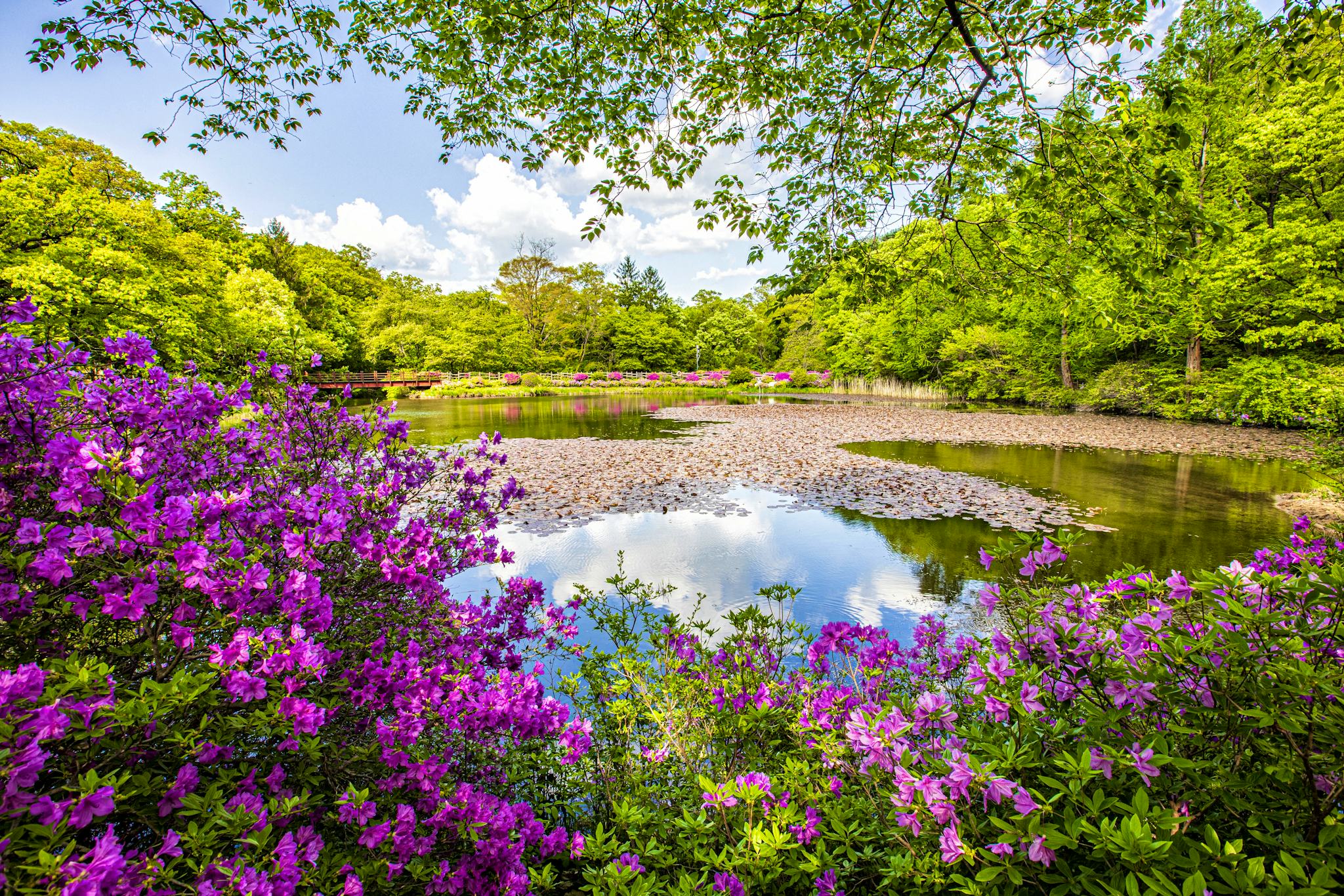 Korea National Arboretum