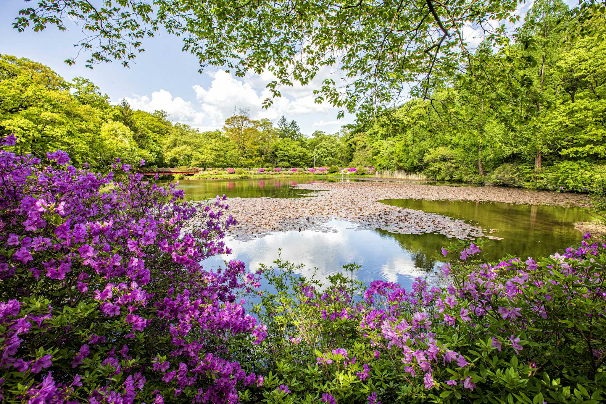 Arboretum national de Corée