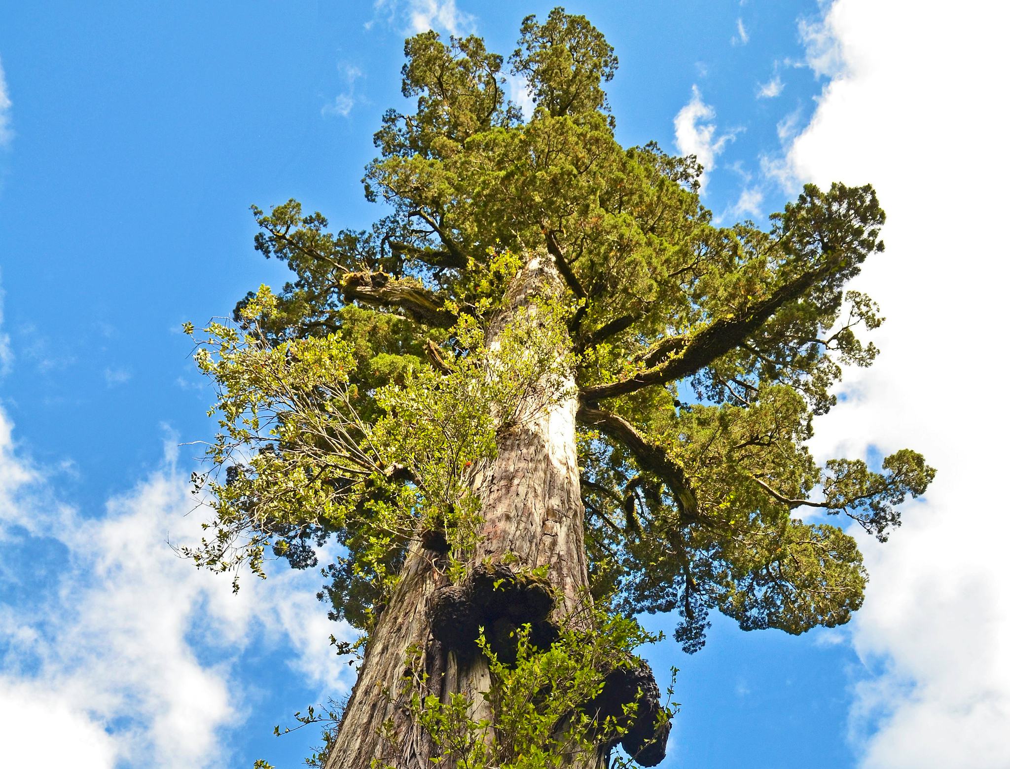 Lahuen Ñadi Natural Monument