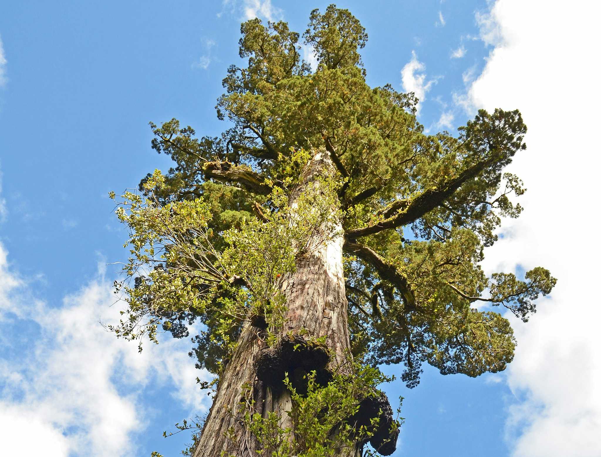 Lahuen Ñadi Natural Monument