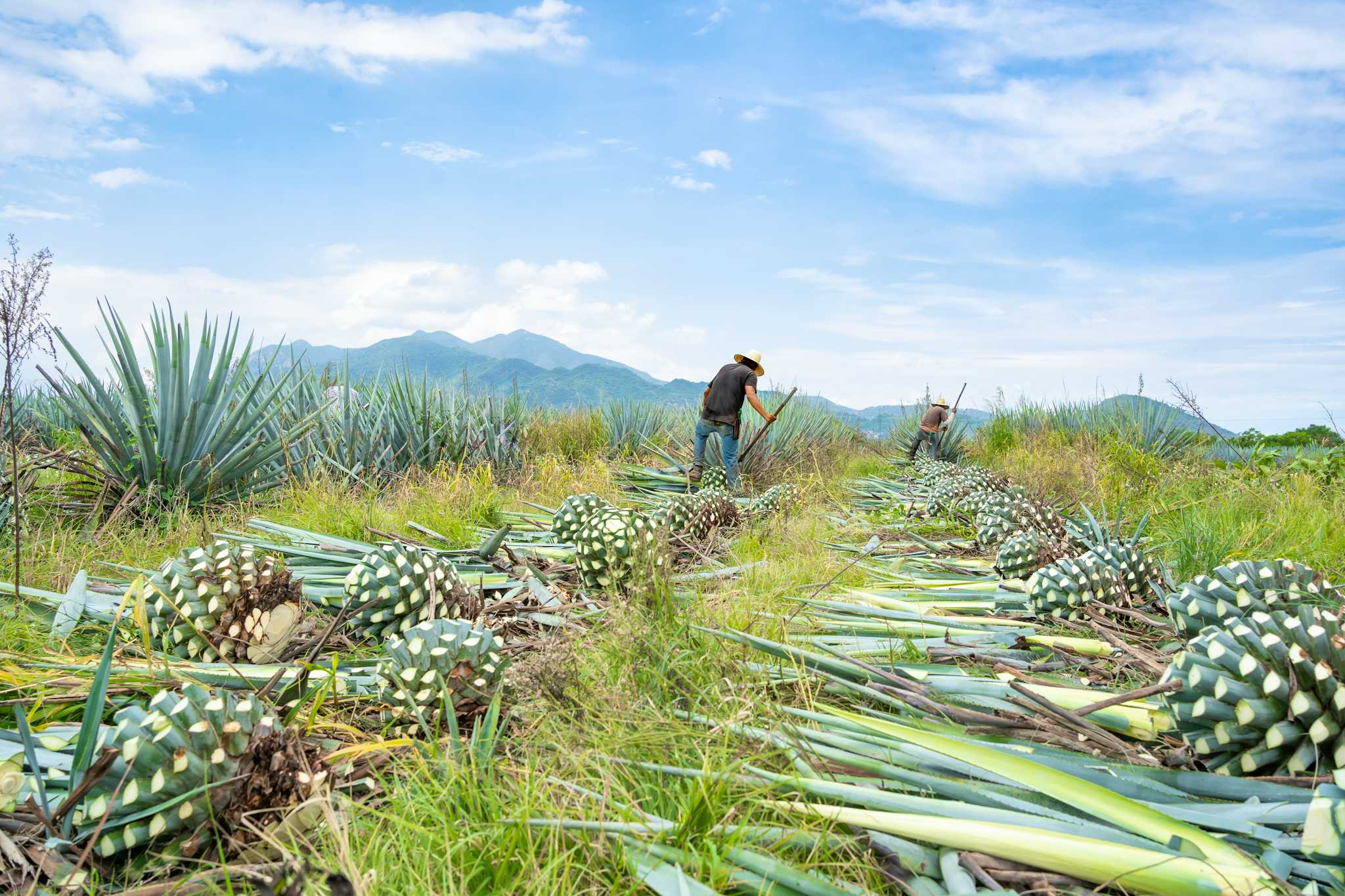 Fábrica de Tequila Los Osuna