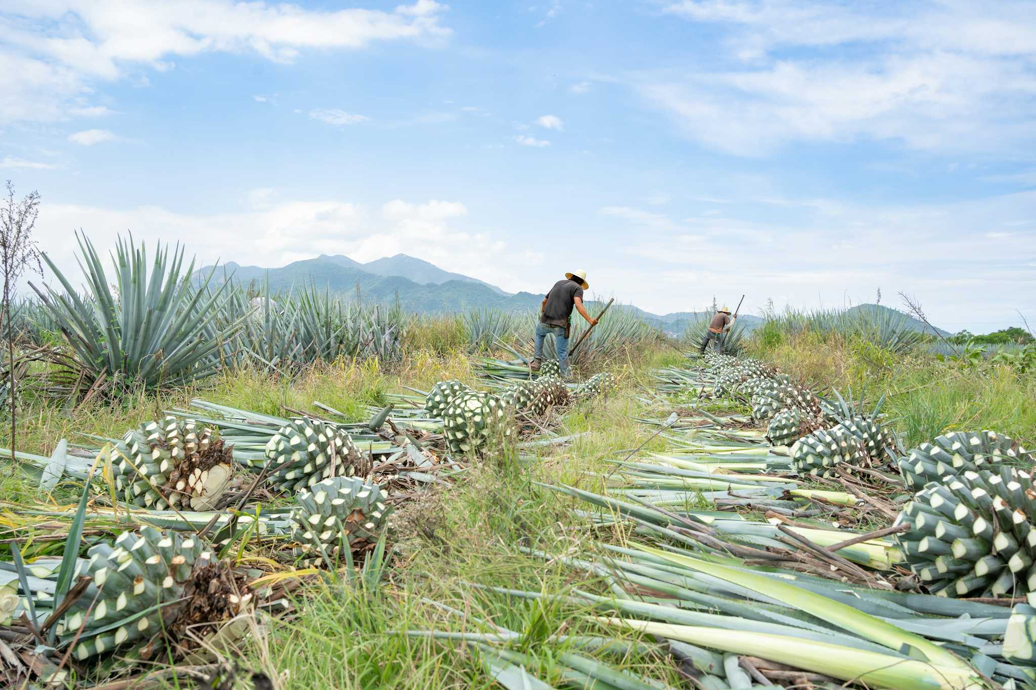 Los Osuna Tequila Fabrik