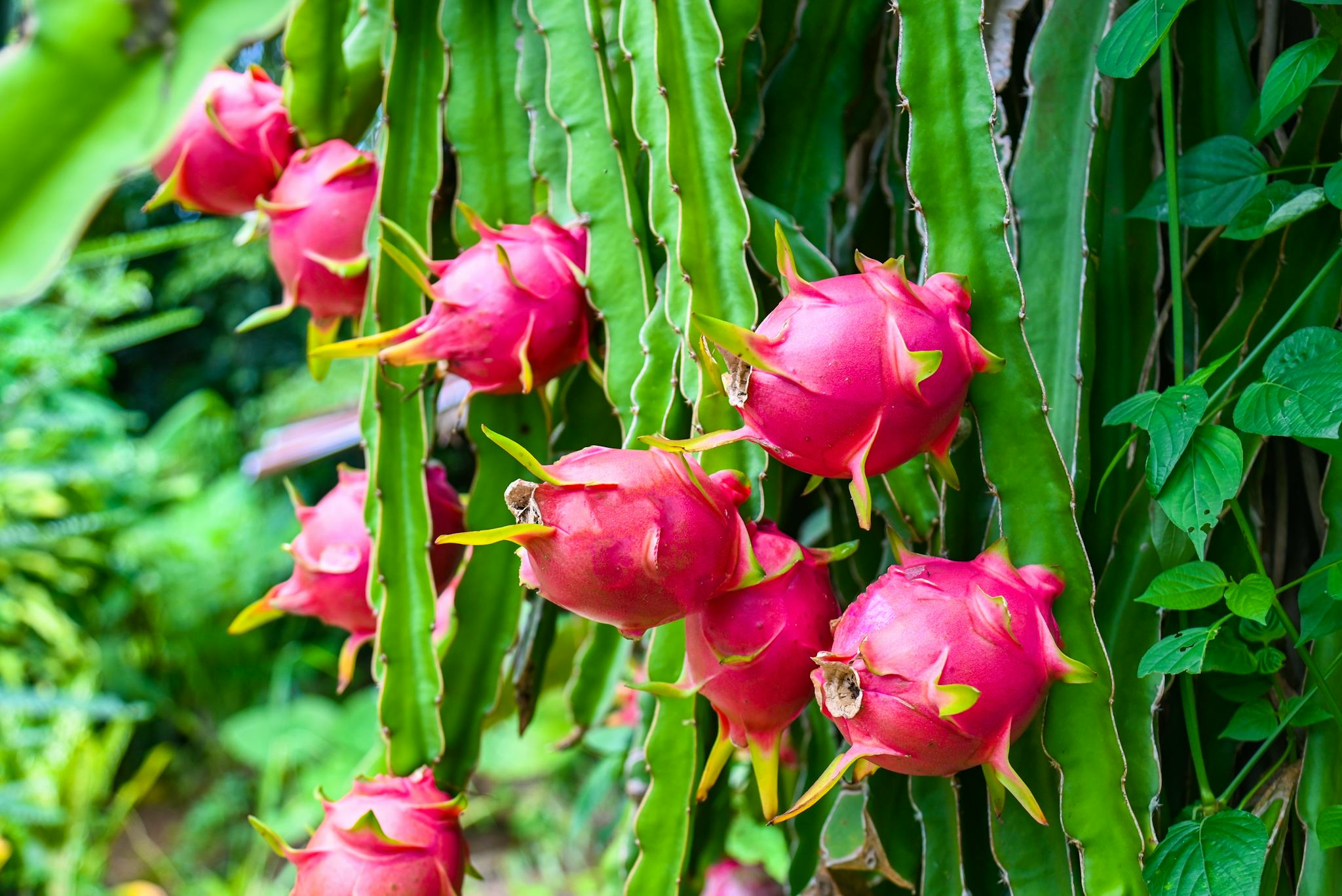 Mekarsari Fruit and Recreation Park