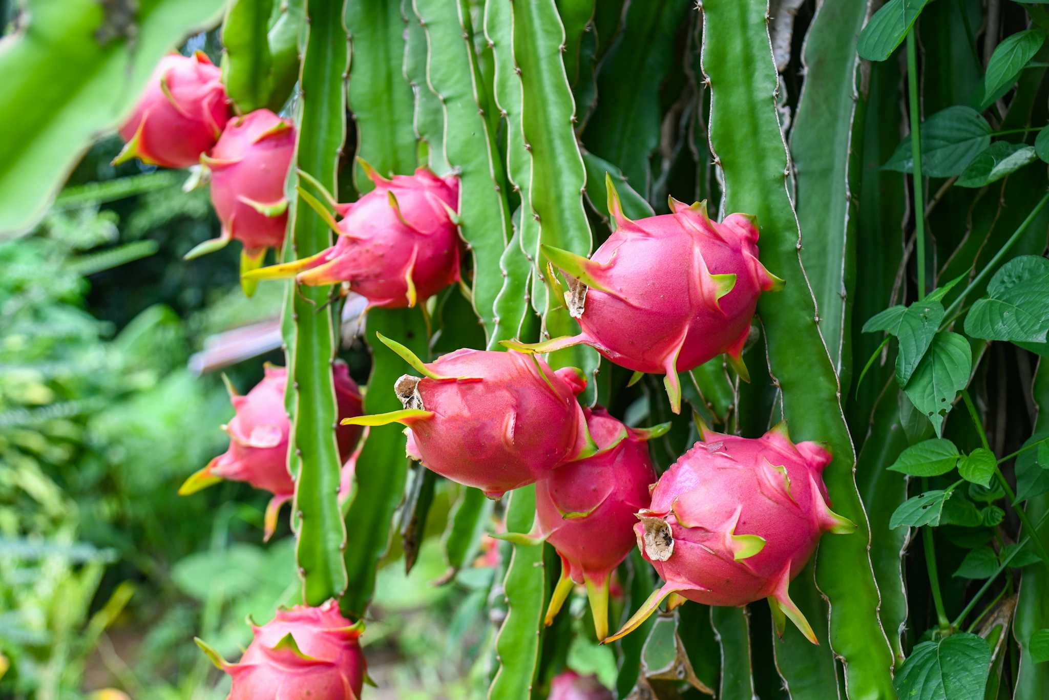 Mekarsari Fruit and Recreation Park