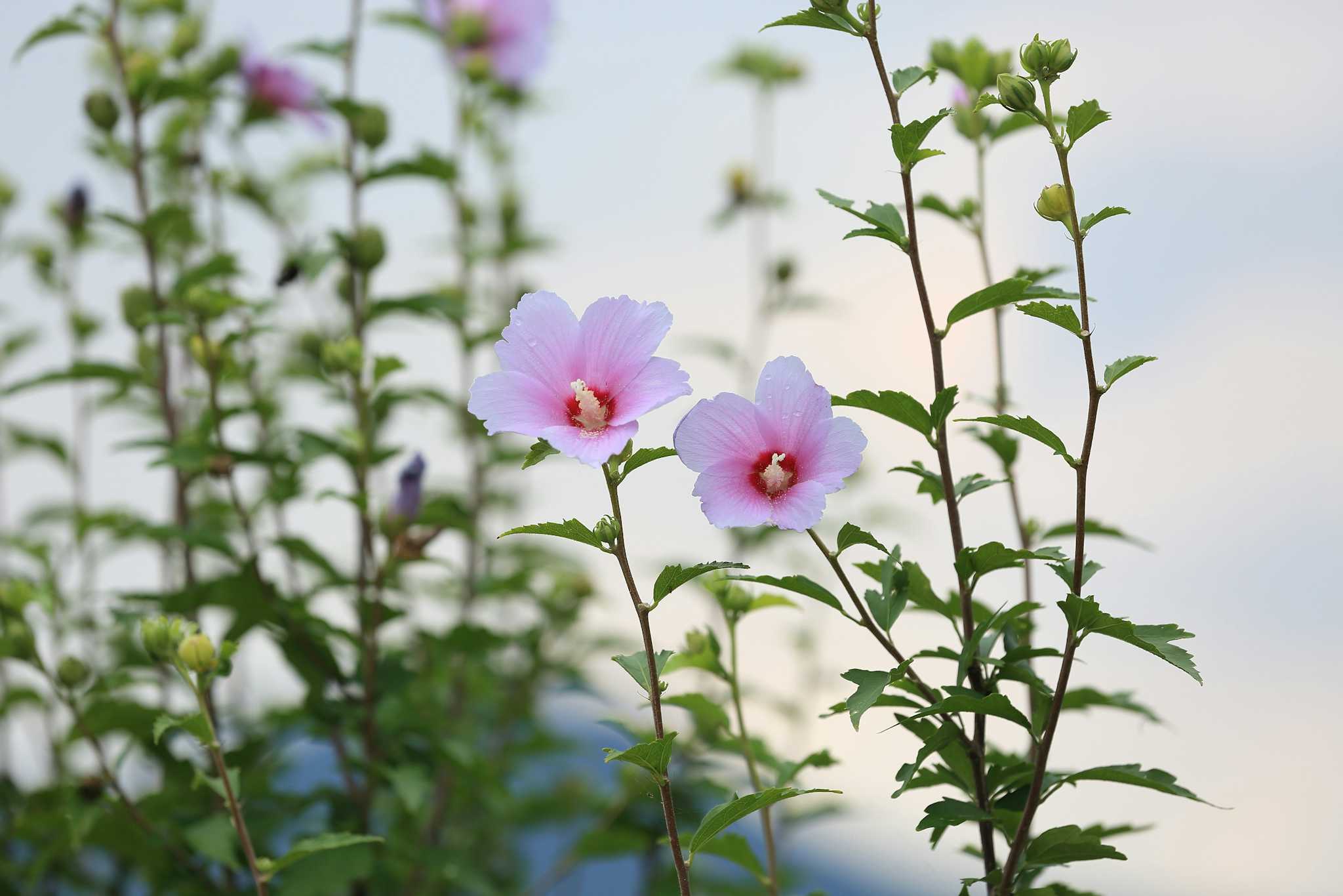 Parc Mugunghwa