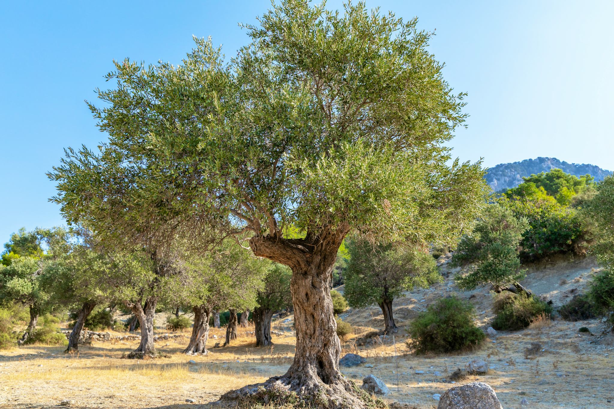 Ferme Bio Terra Oliva