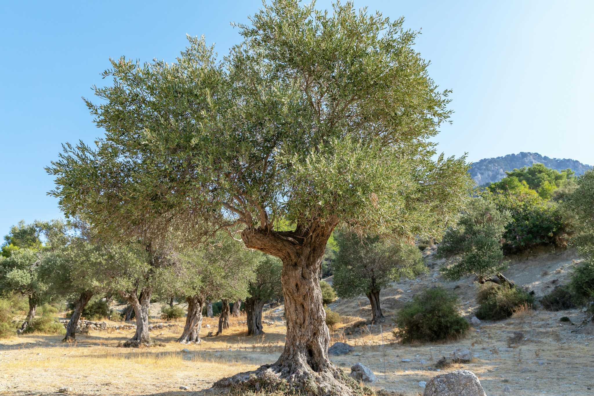 Terra Oliva Organic Olive Farm