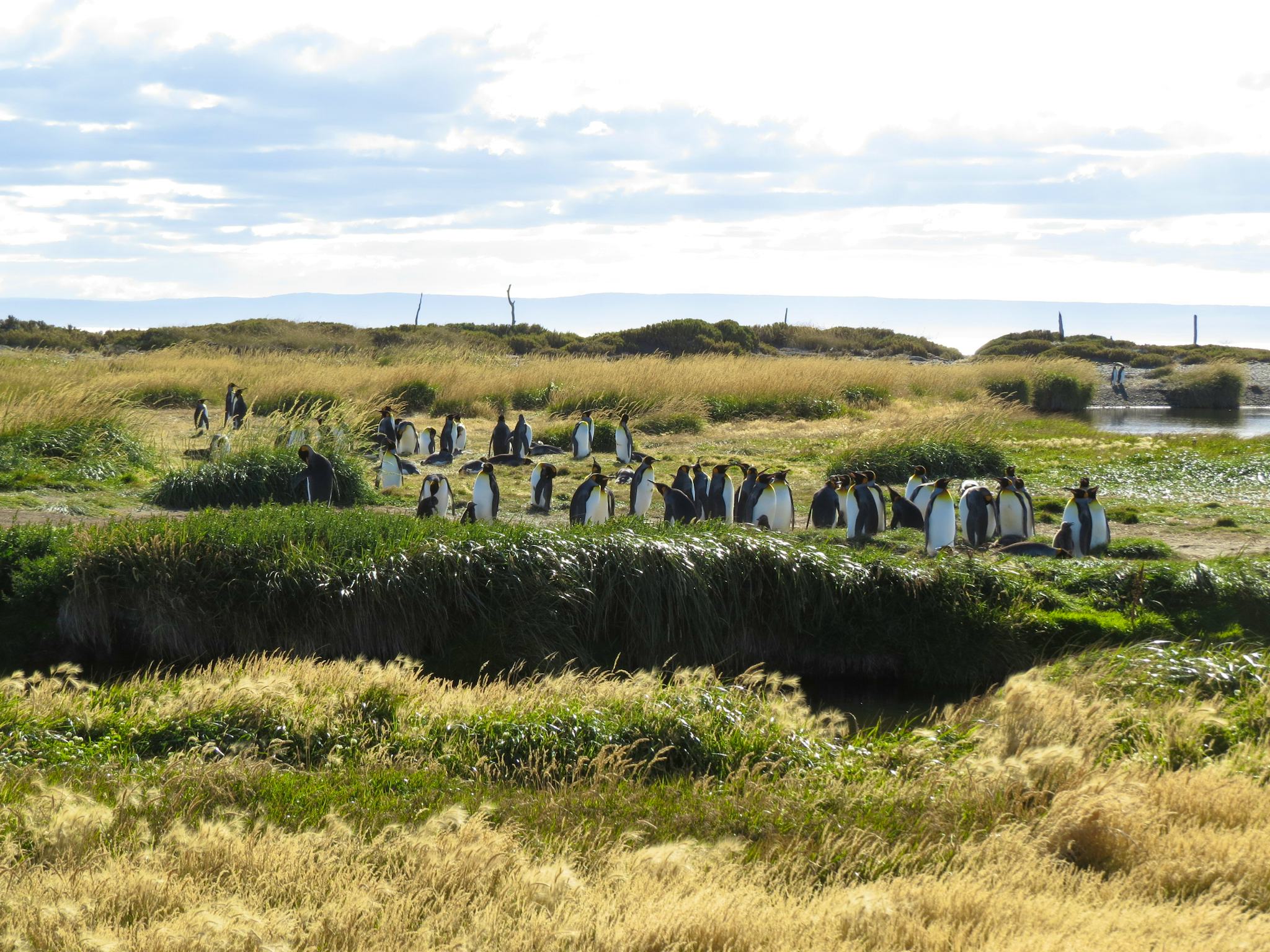 Parc Pinguino Rey