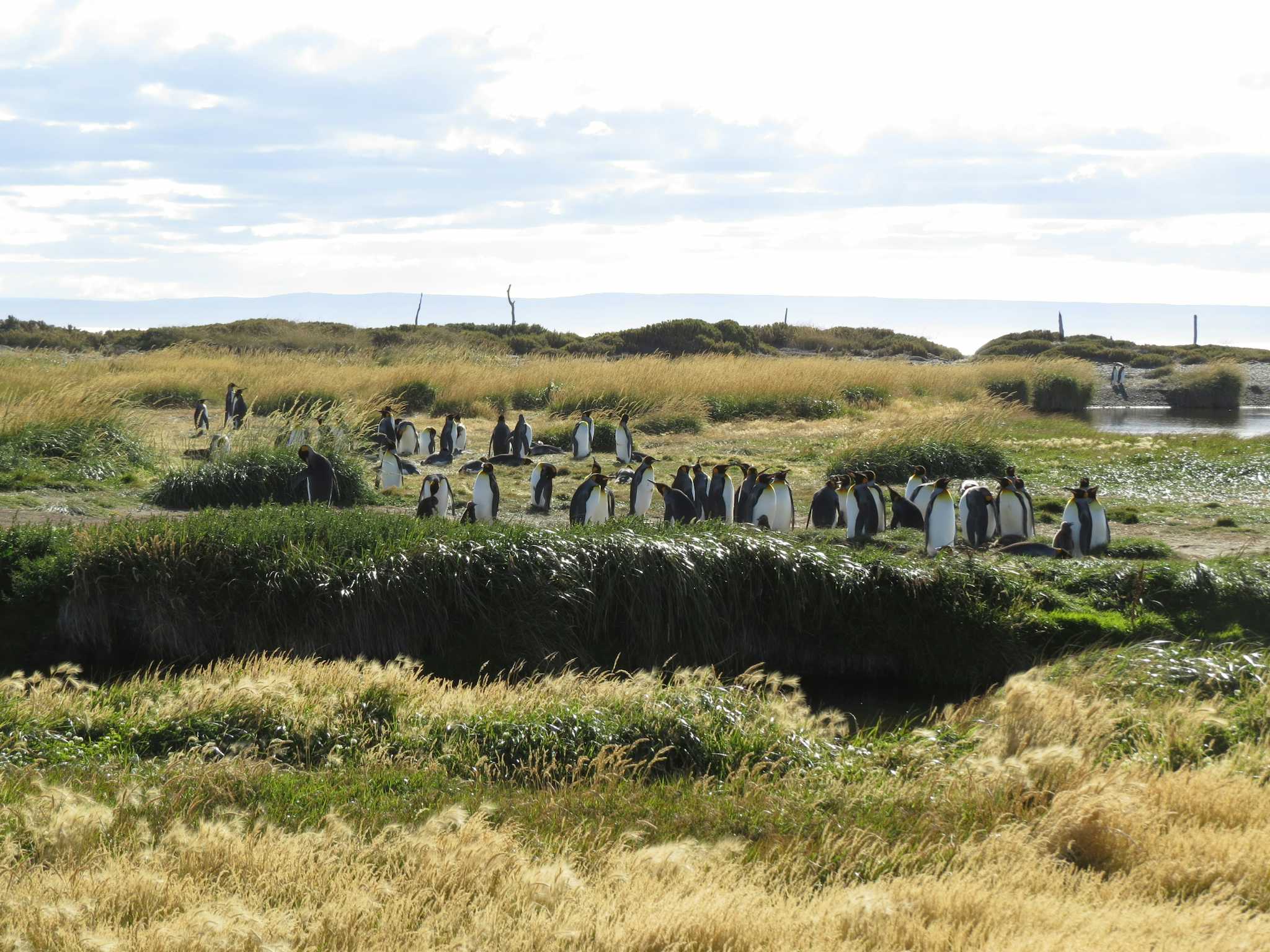 Pinguino Rey Park