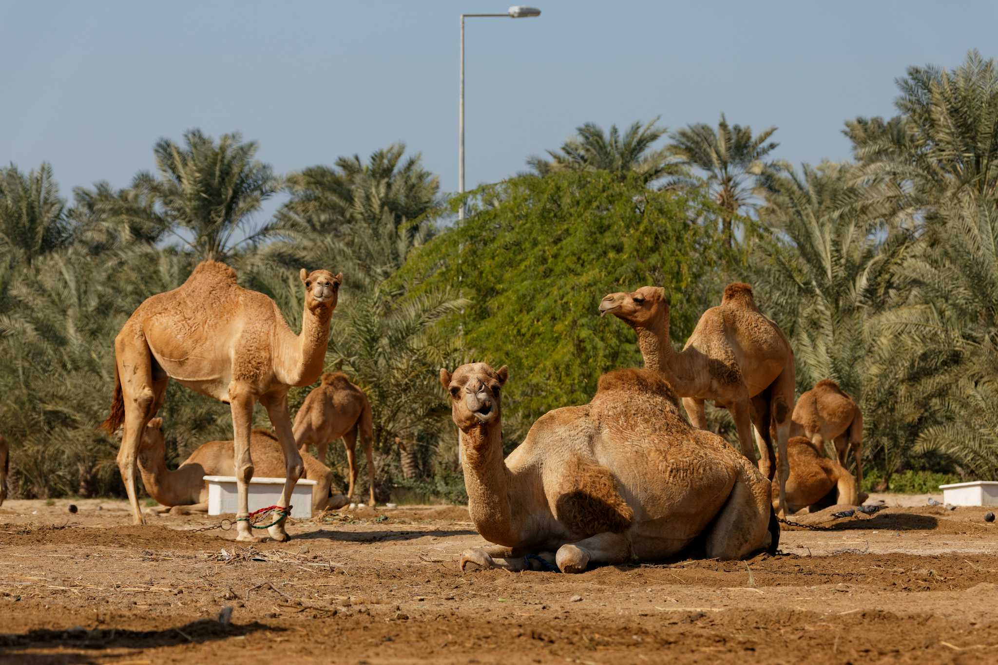 Royal Camel Farm