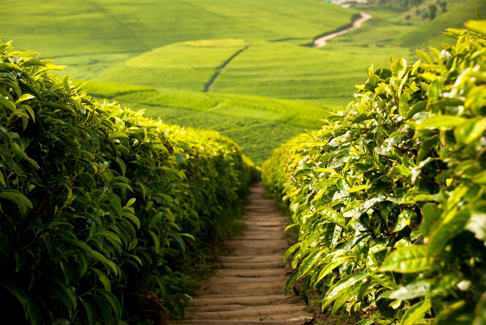 特萨茶厂