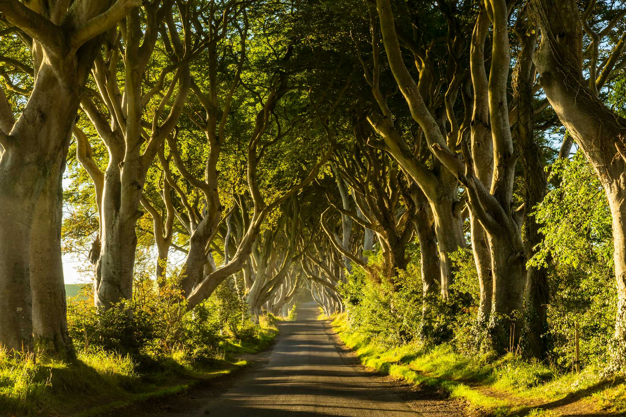 The Dark Hedges