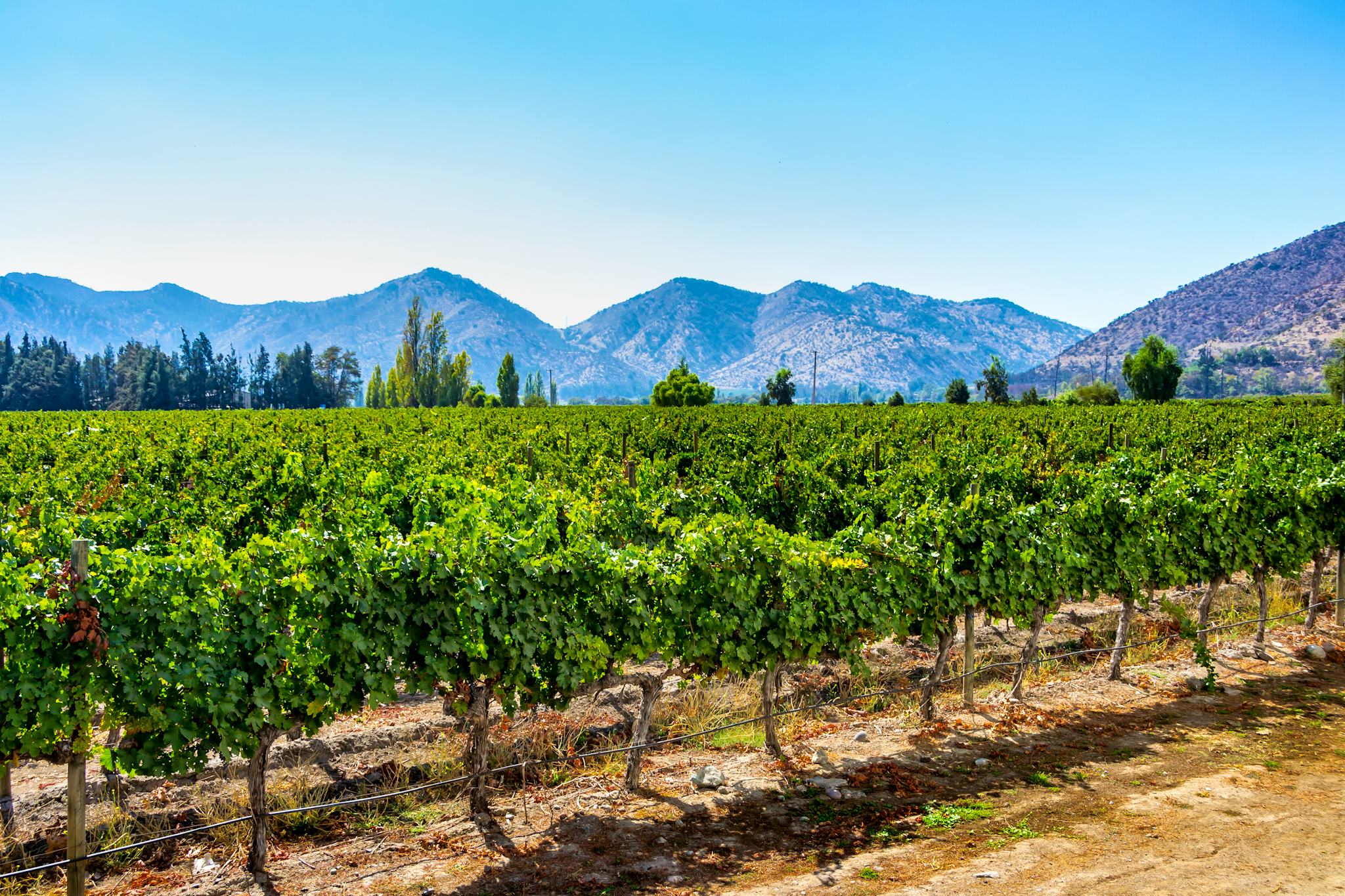 Santiago to Vina Santa Rita: Private day trip