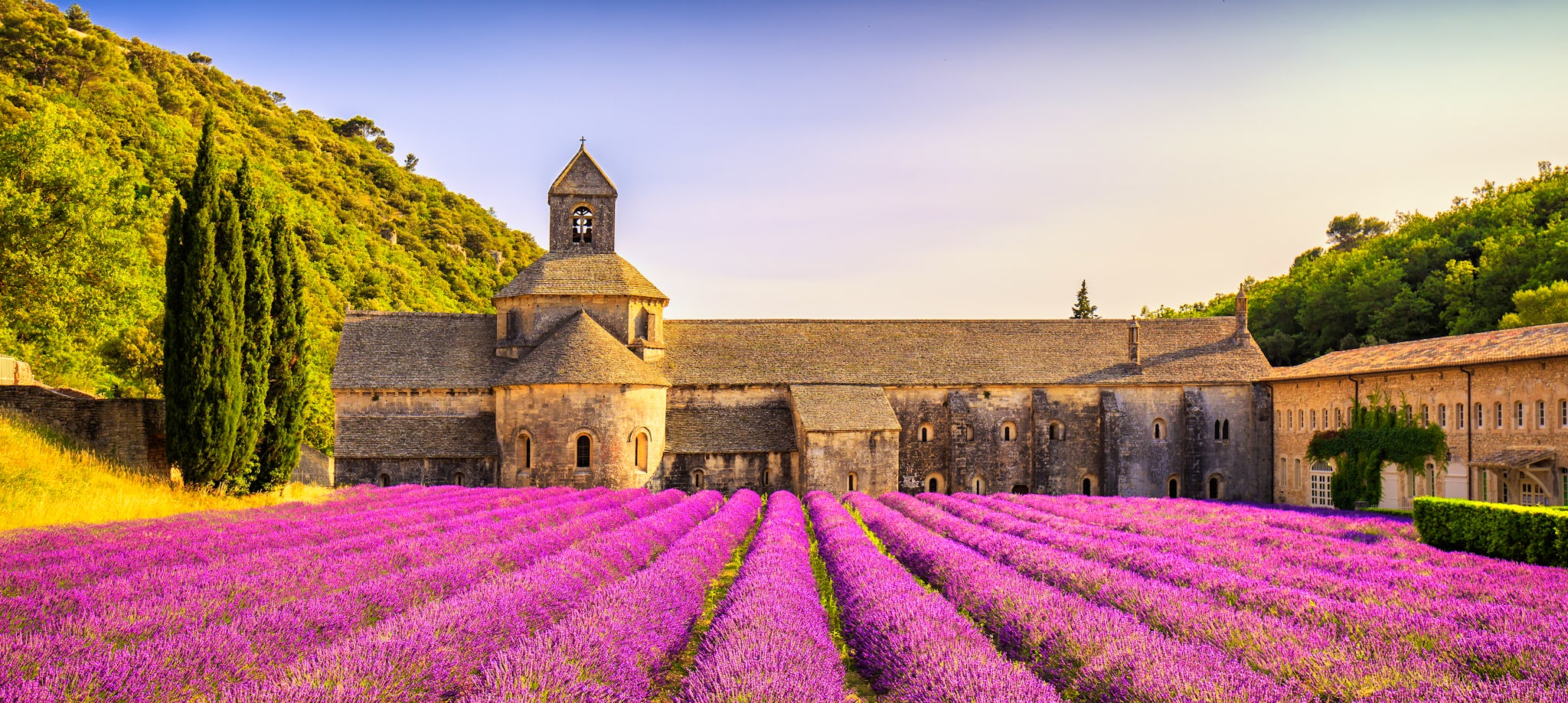 Lavender fields in Provence from Avignon: Private day trip