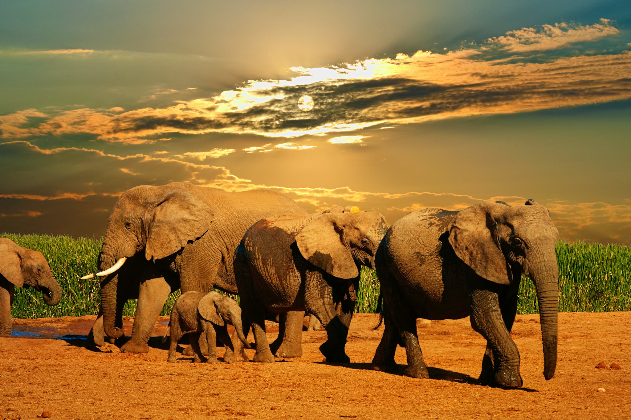 Addo