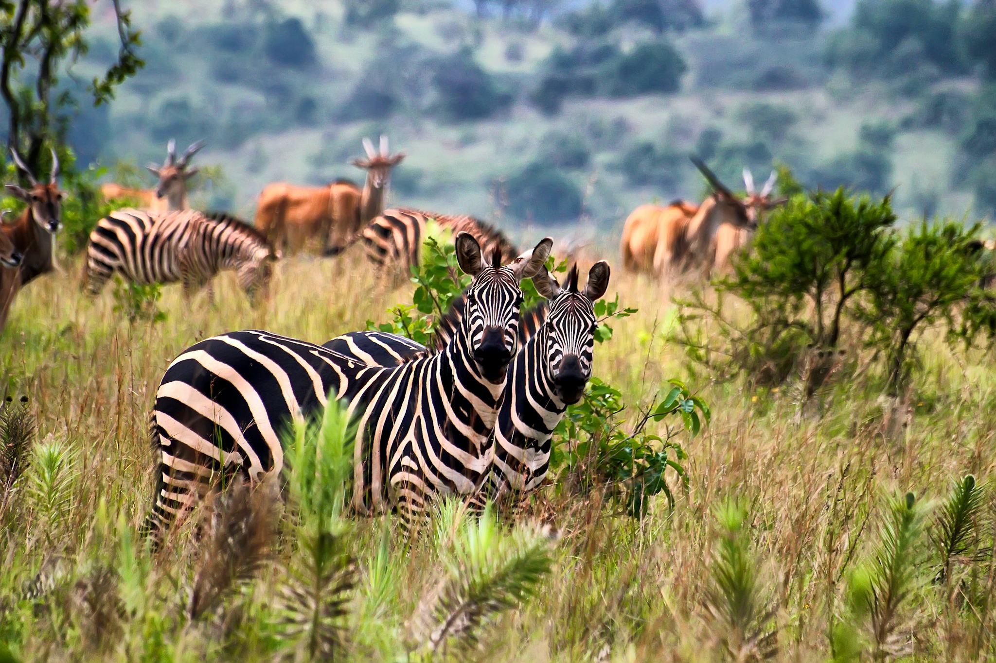 Parc National d'Akagera