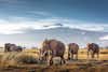 Amboseli National Park