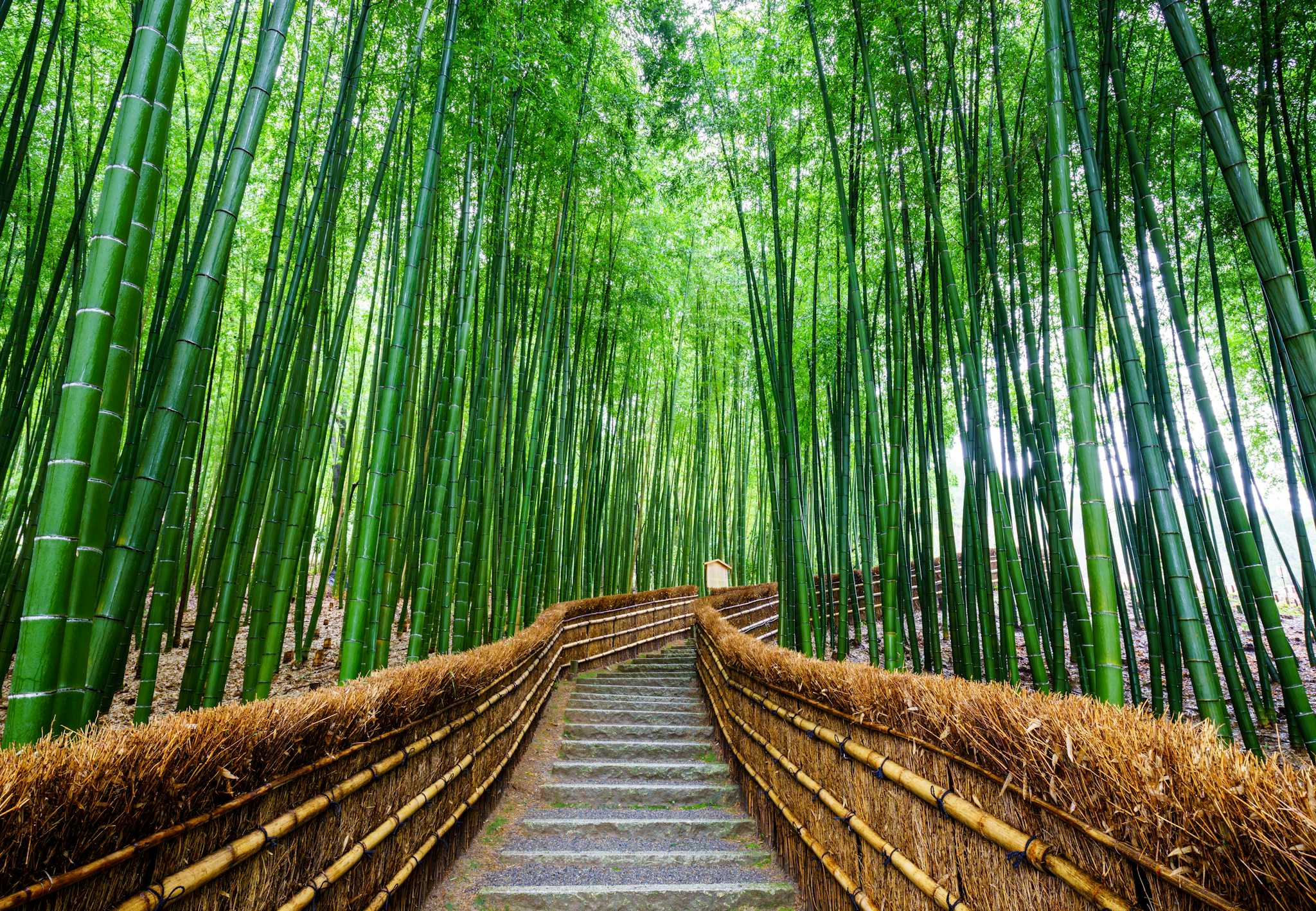 Arashiyama Bamboo Grove