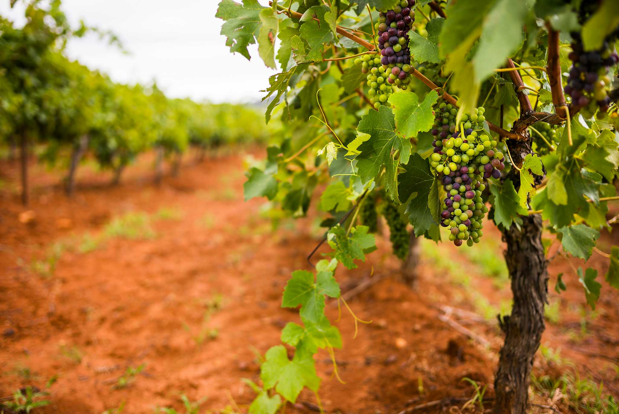 Audrey Wilkinson Vineyard