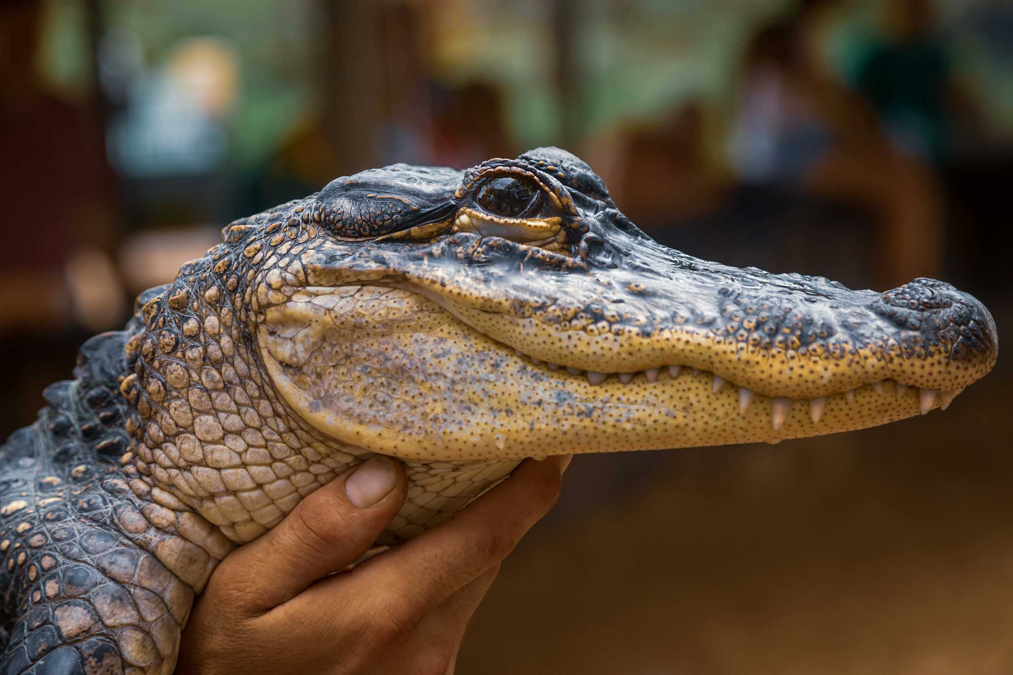 Australian Reptile Park