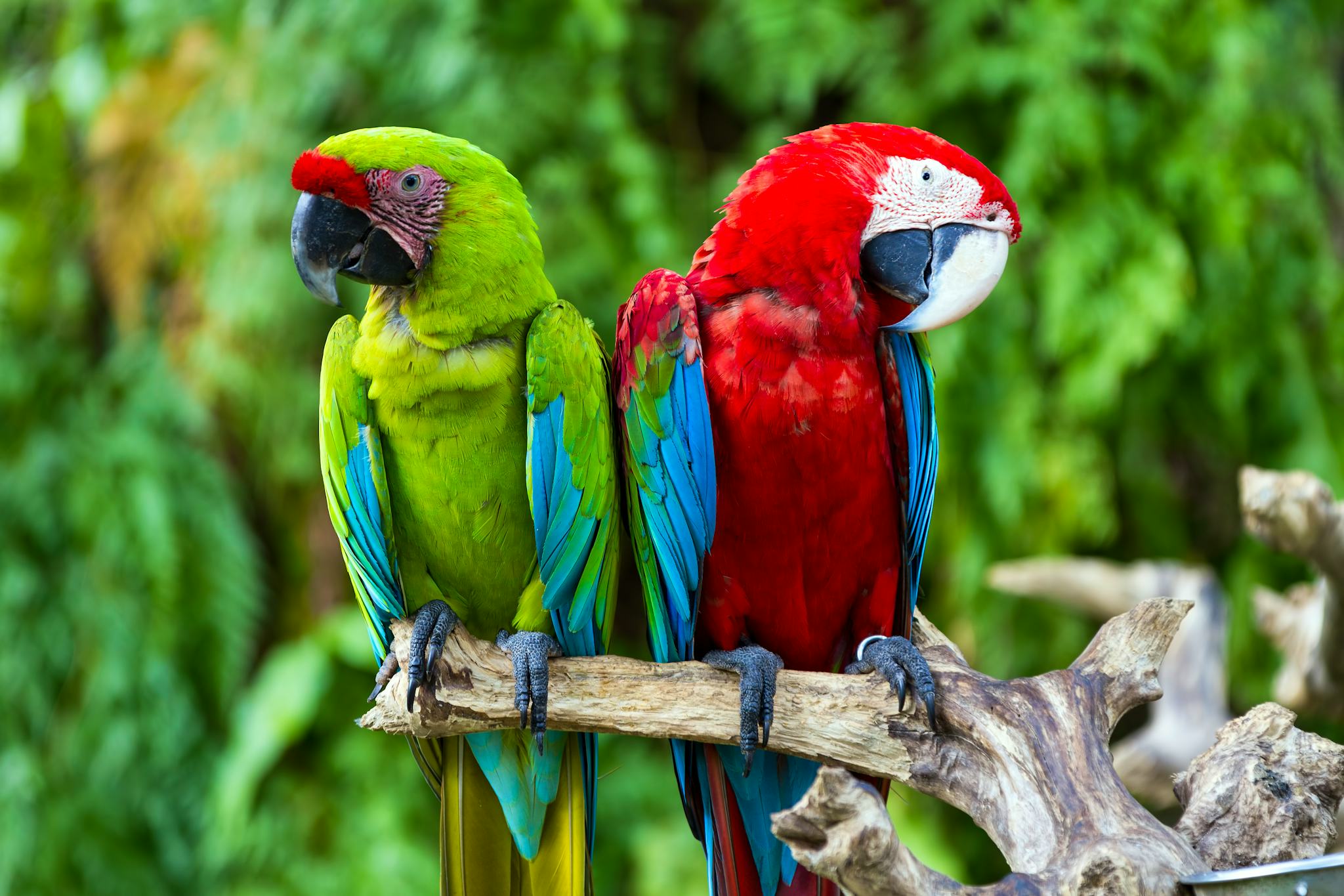 Bali Bird Park