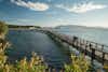 Bellingham