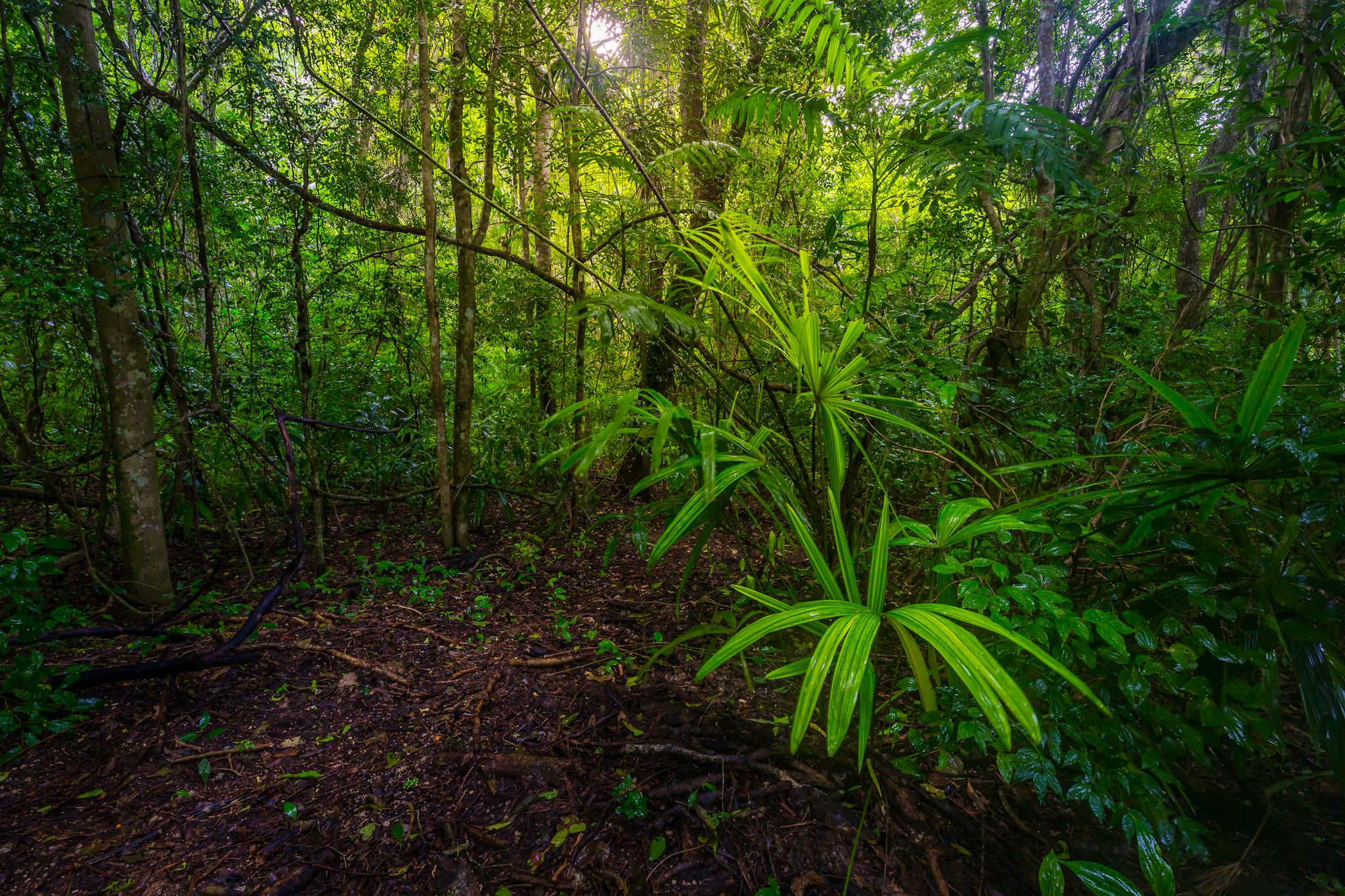 Biotopo del Quetzal