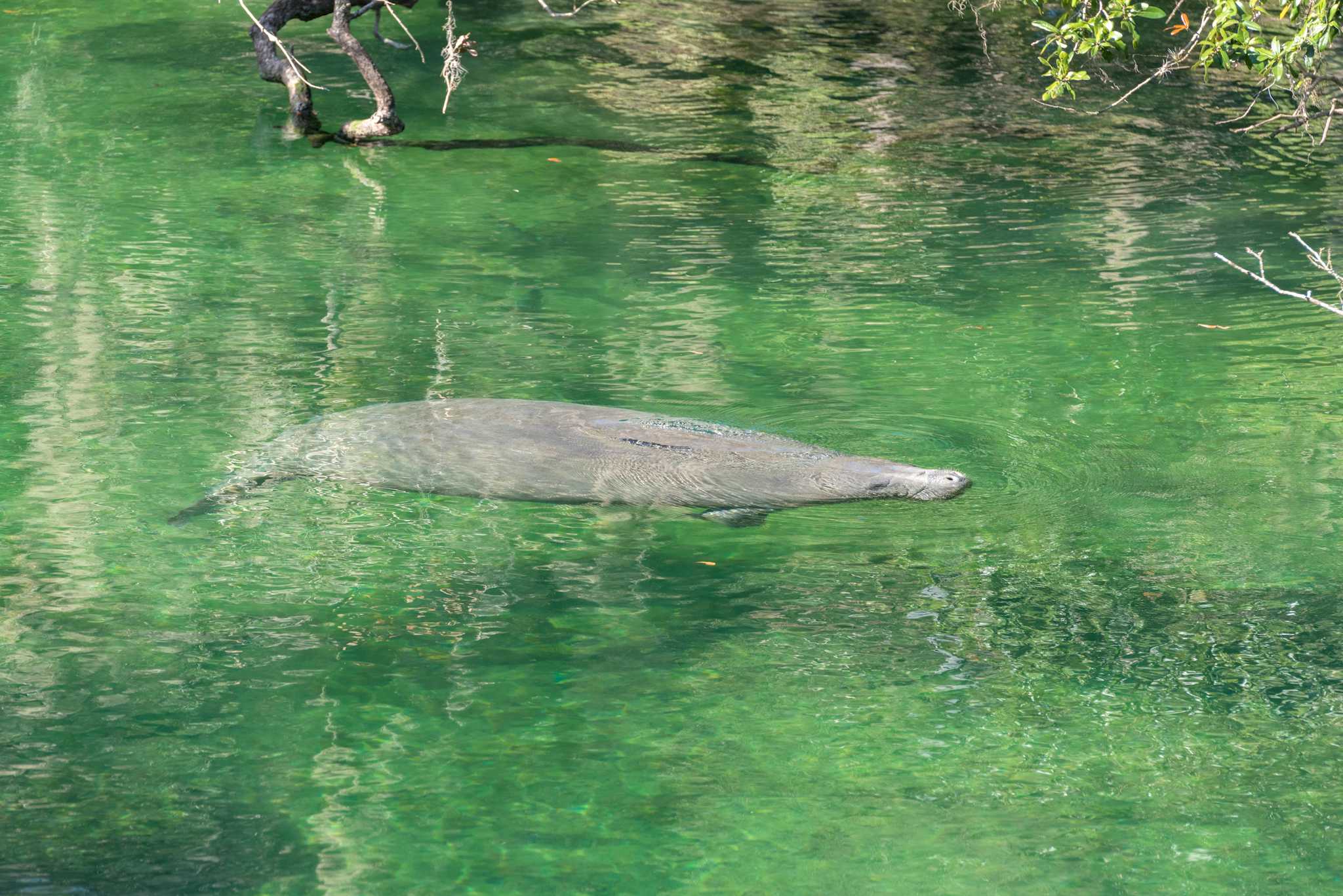 Blue Spring State Park