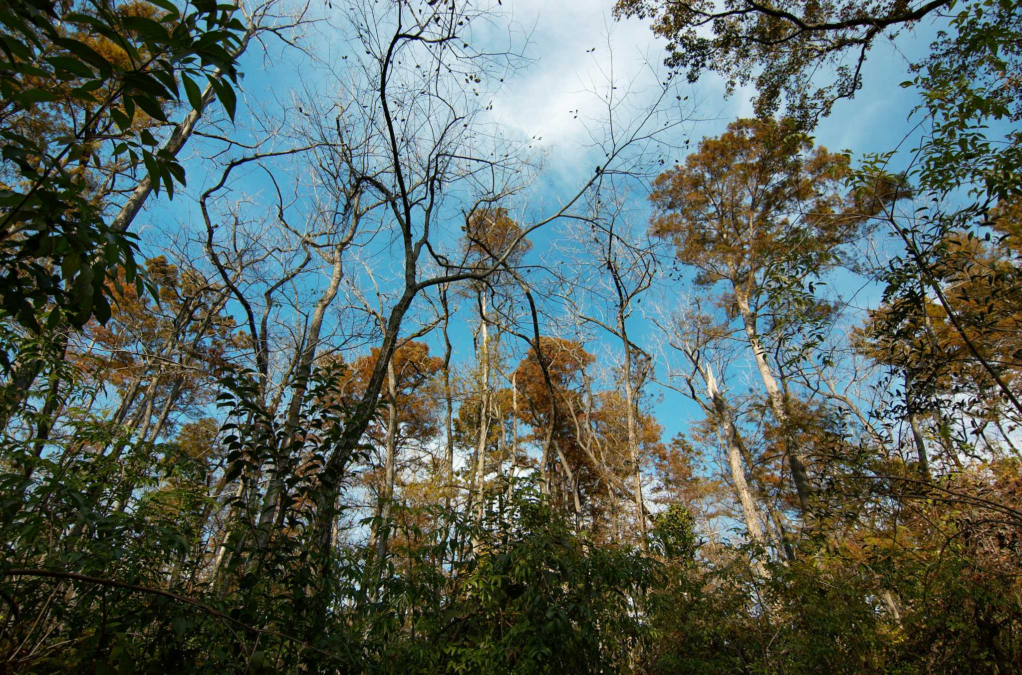 Bluebonnet Swamp Naturzentrum