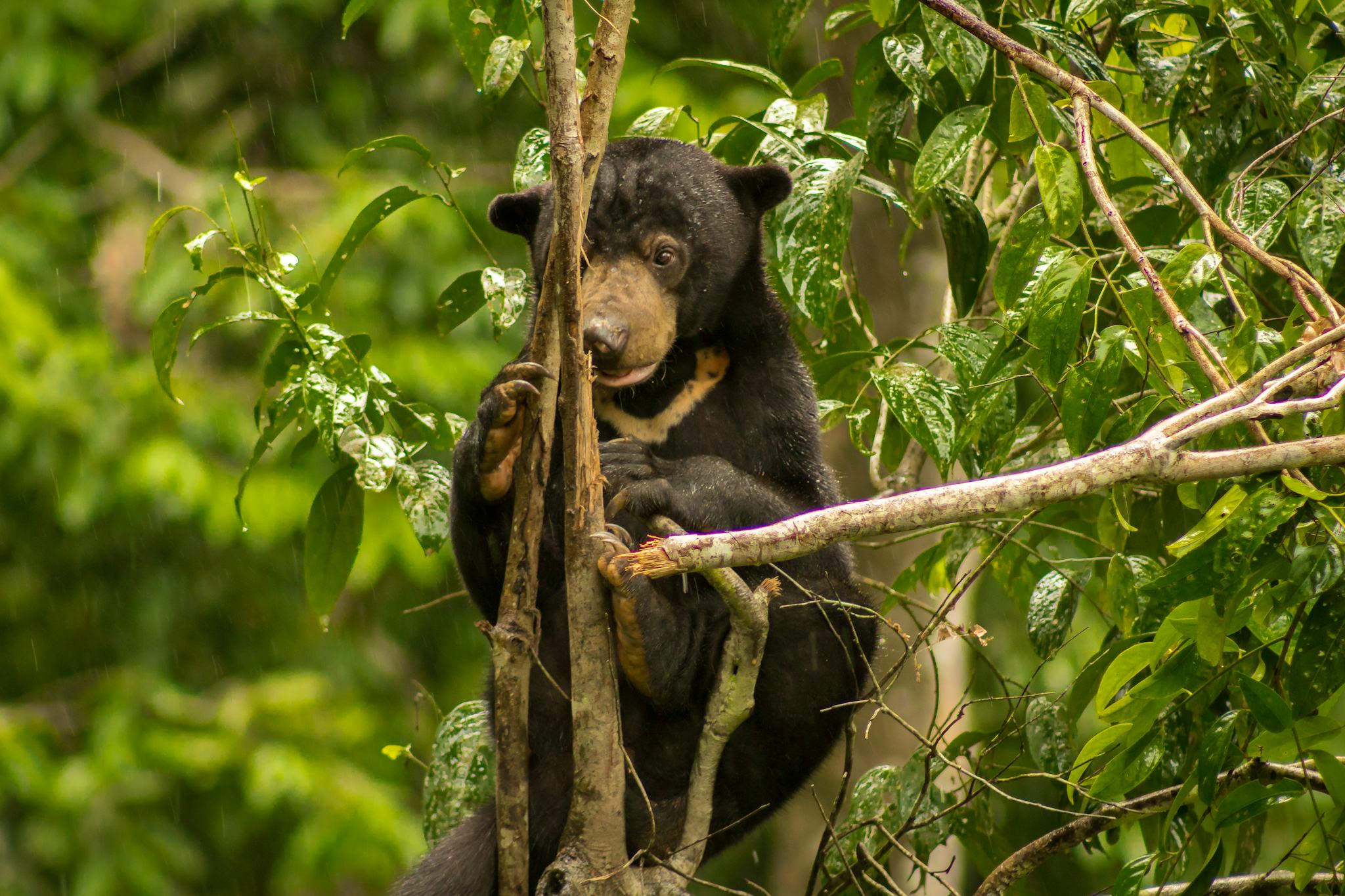 Bornean Sun Bear Conservation Centre