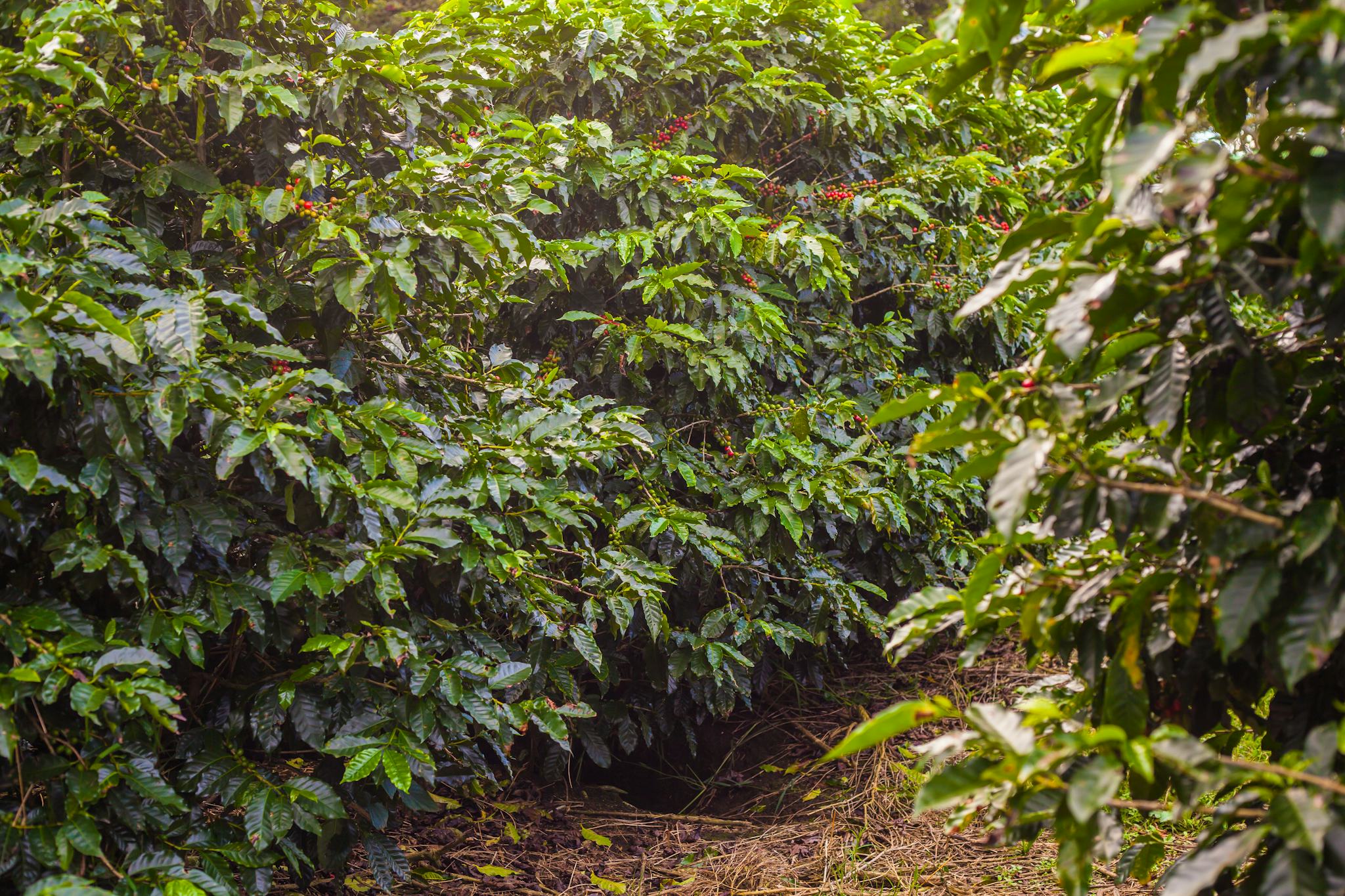 Britt Coffee Tour