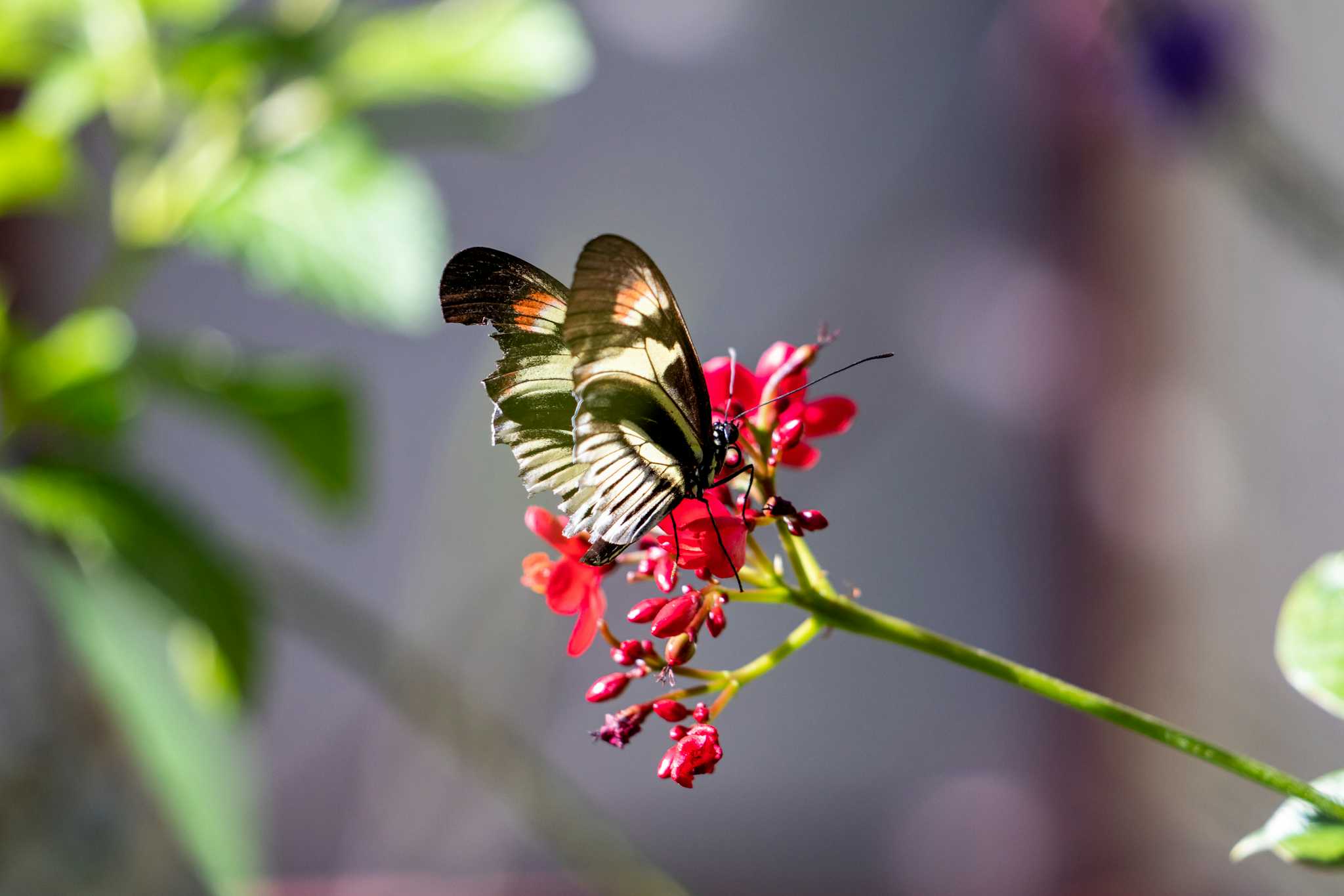 Butterfly World